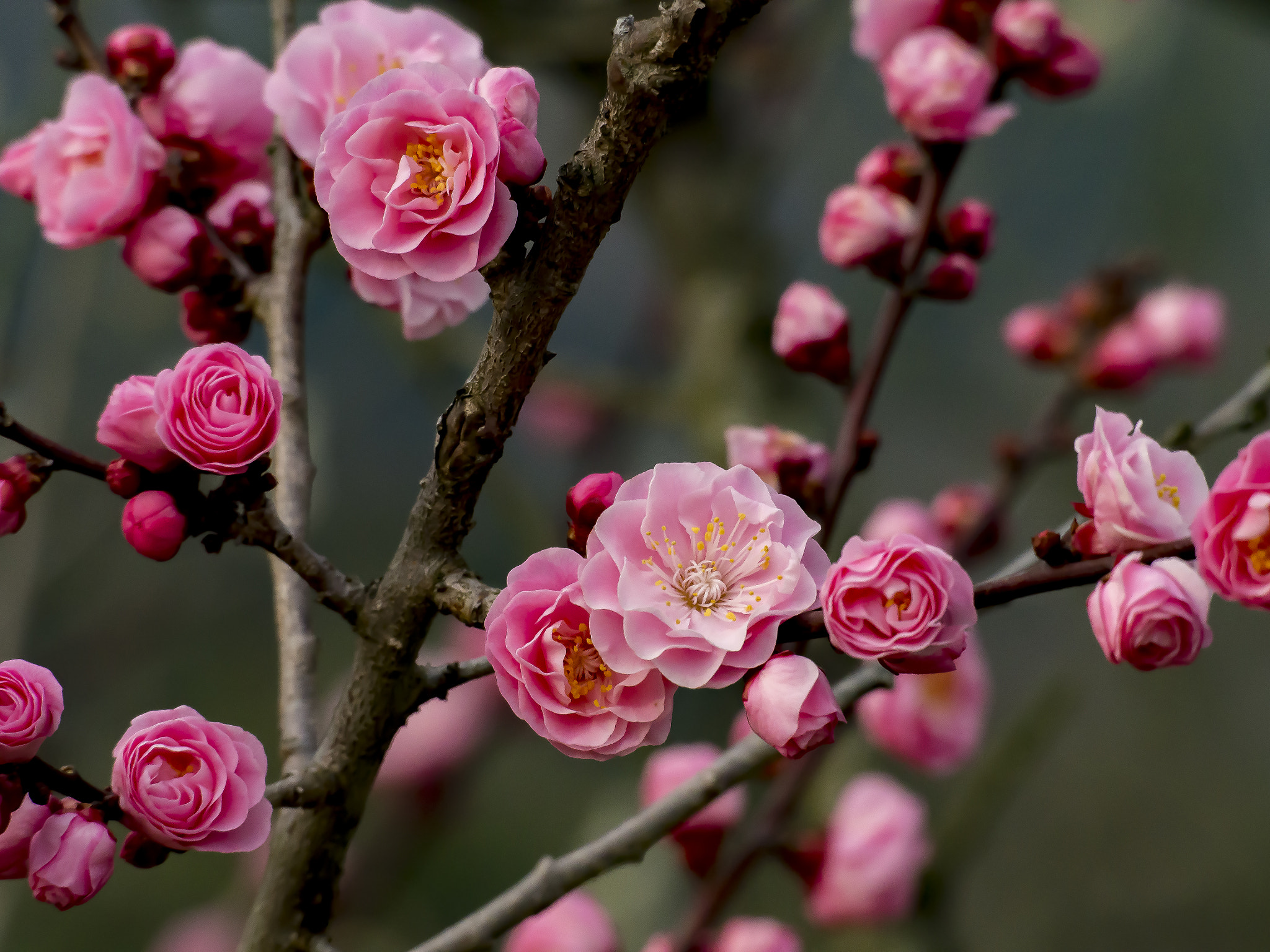 Olympus OM-D E-M5 sample photo. The red plum blossoms in the garden of the museum photography