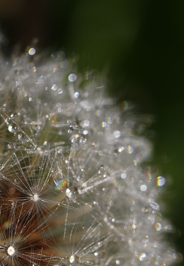 Canon EF 100mm F2.8L Macro IS USM sample photo. Sheen photography