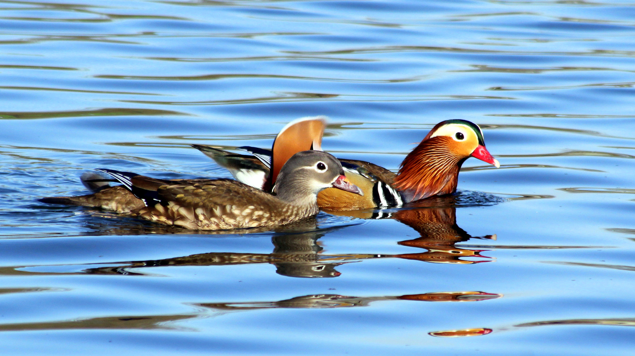 Canon EOS 1200D (EOS Rebel T5 / EOS Kiss X70 / EOS Hi) sample photo. Mrs & mr mandarin... photography