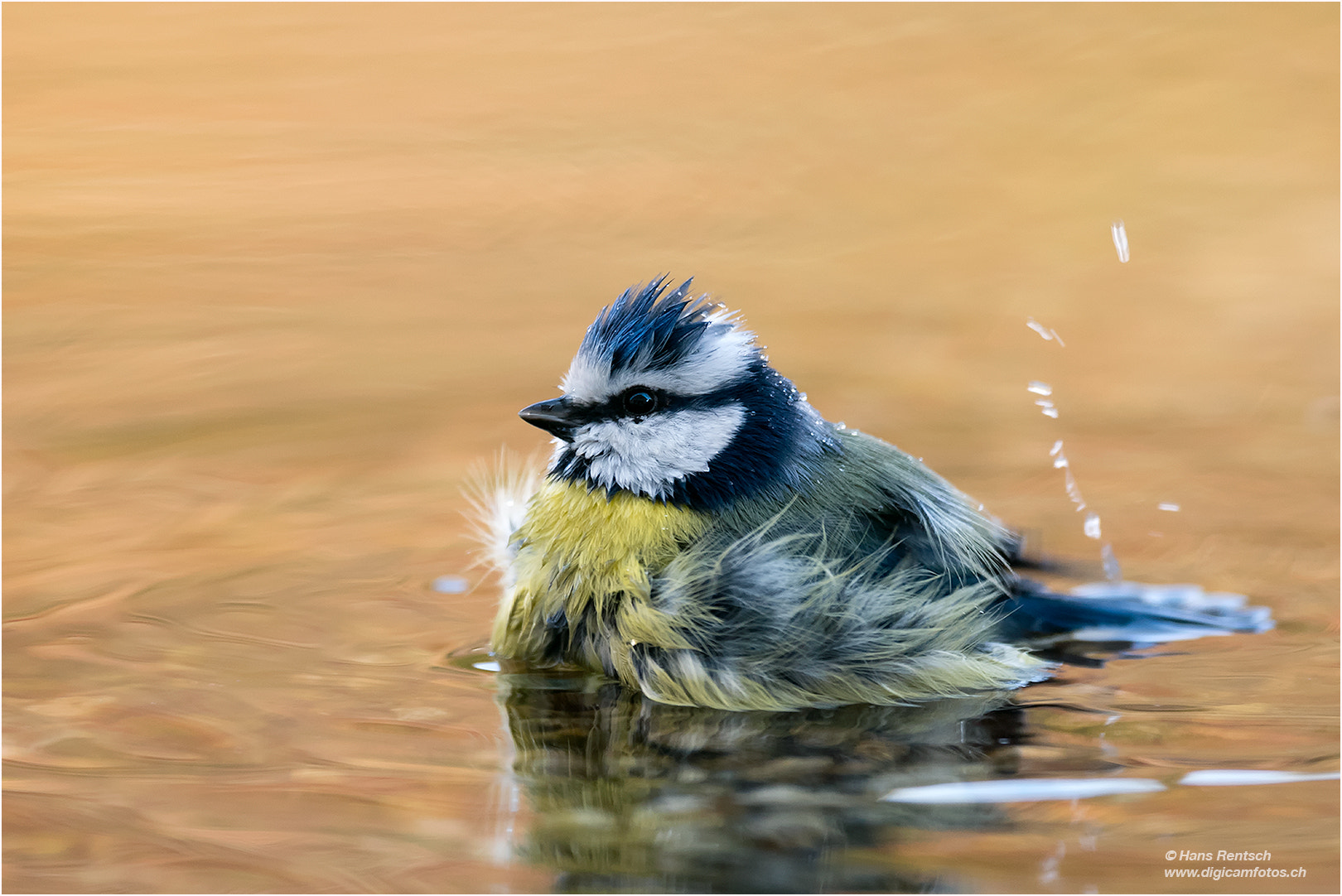 Nikon AF-S Nikkor 600mm F4E FL ED VR sample photo. Baden.....frühling....wärmer photography