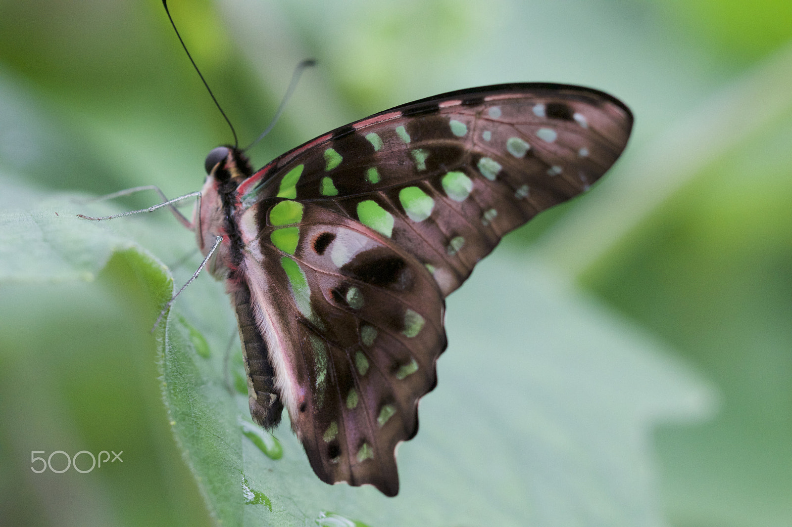 Sony SLT-A68 + 90mm F2.8 Macro SSM sample photo. Butterfly photography