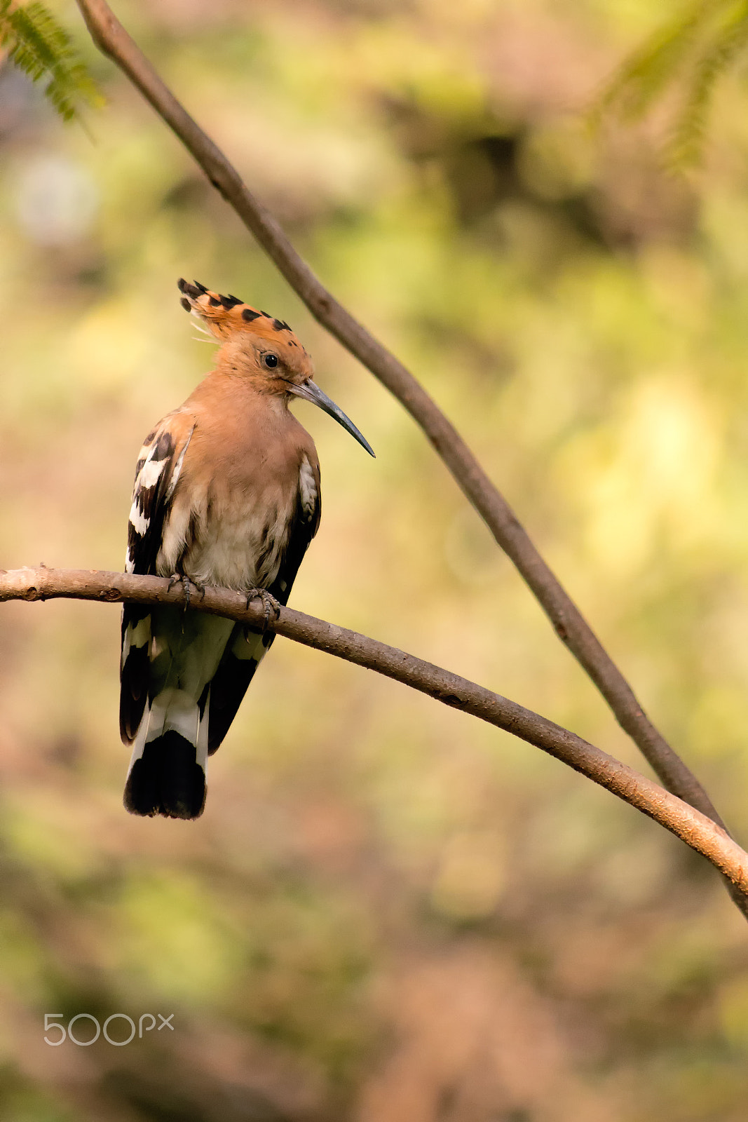 Canon EF-S 55-250mm F4-5.6 IS II sample photo. #hoopoe photography