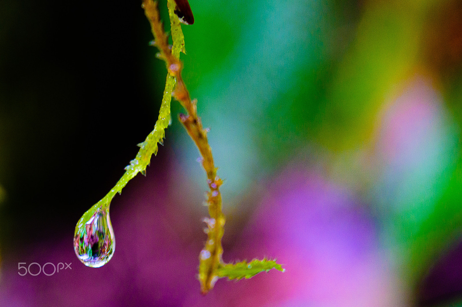 Nikon D7200 sample photo. Reflecting in the droplet photography