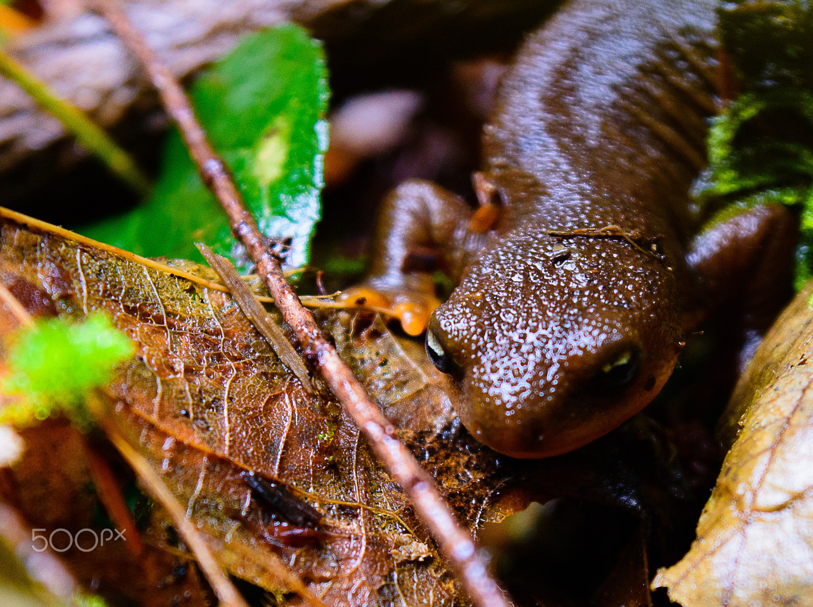Nikon D7200 sample photo. Rough skinned newt photography