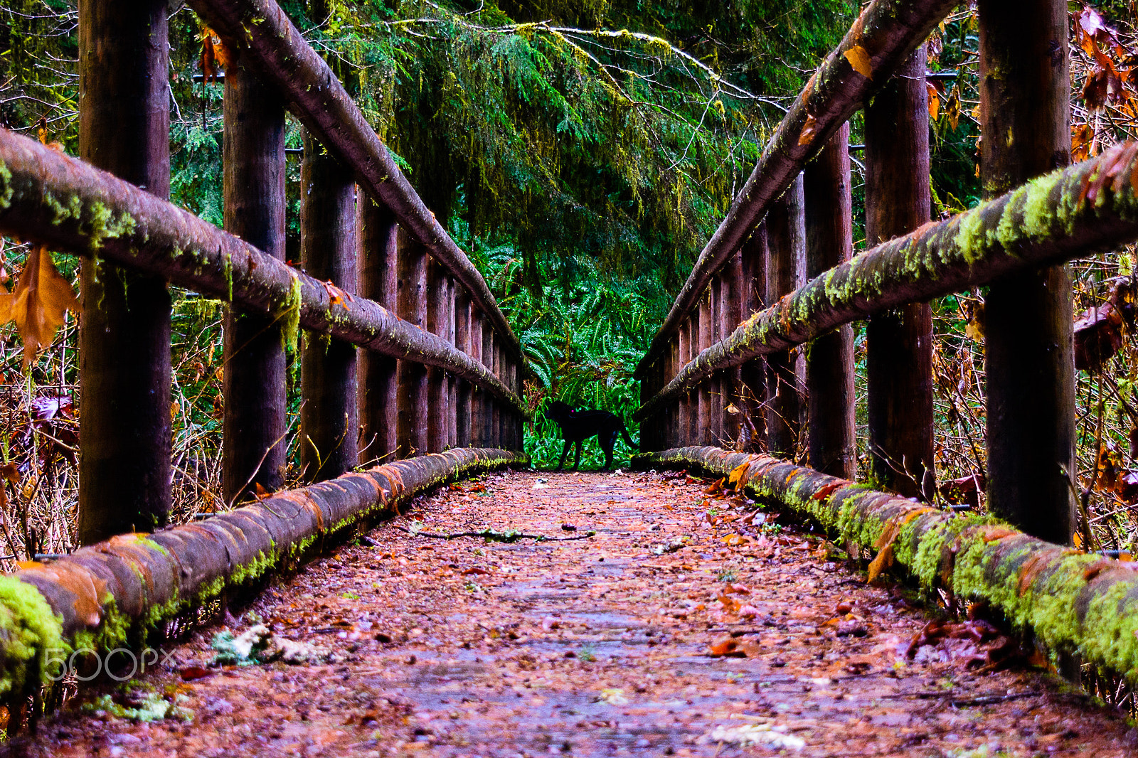 Nikon D7200 sample photo. Bridge to terabithia photography