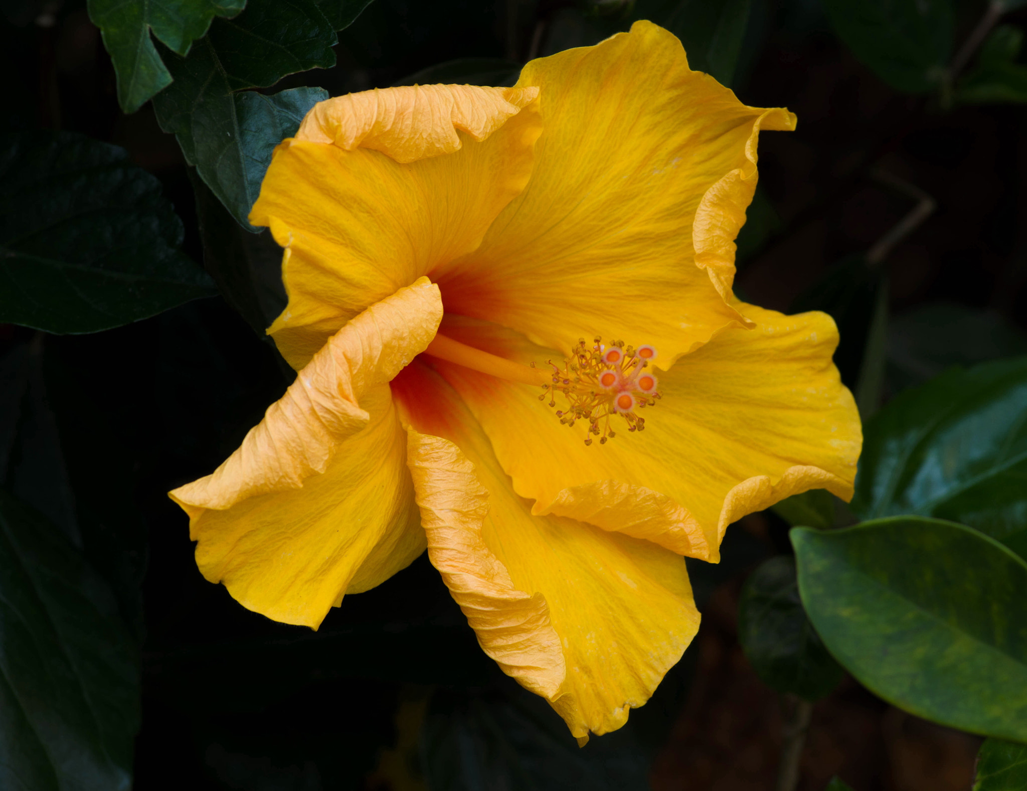 Pentax smc D-FA 100mm F2.8 Macro WR sample photo