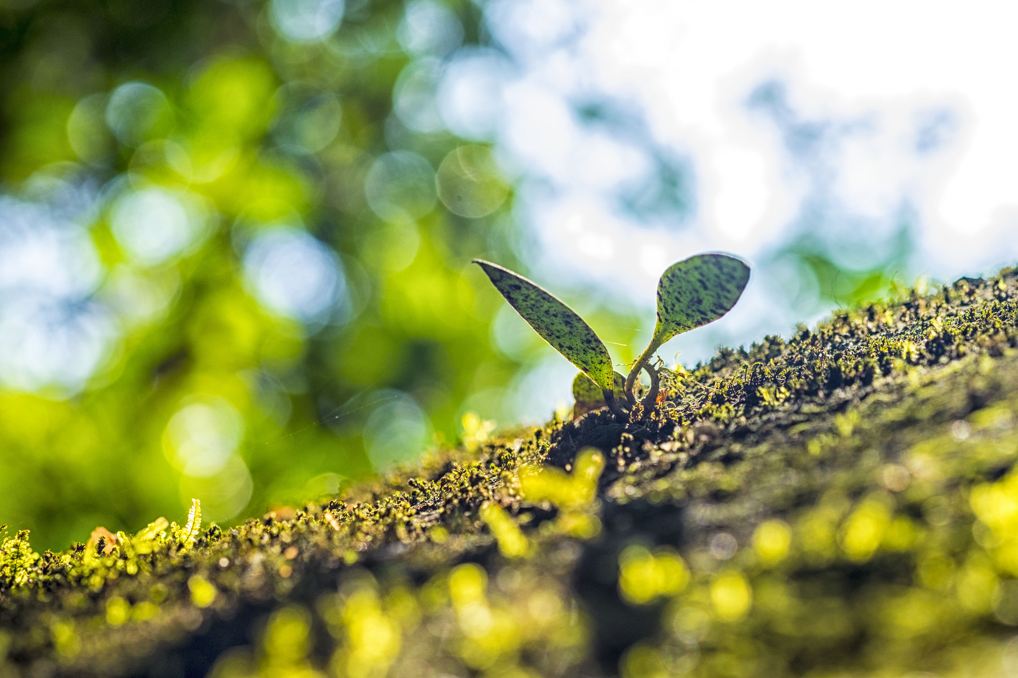 Fujifilm X-T1 + Fujifilm XF 60mm F2.4 R Macro sample photo. Live photography