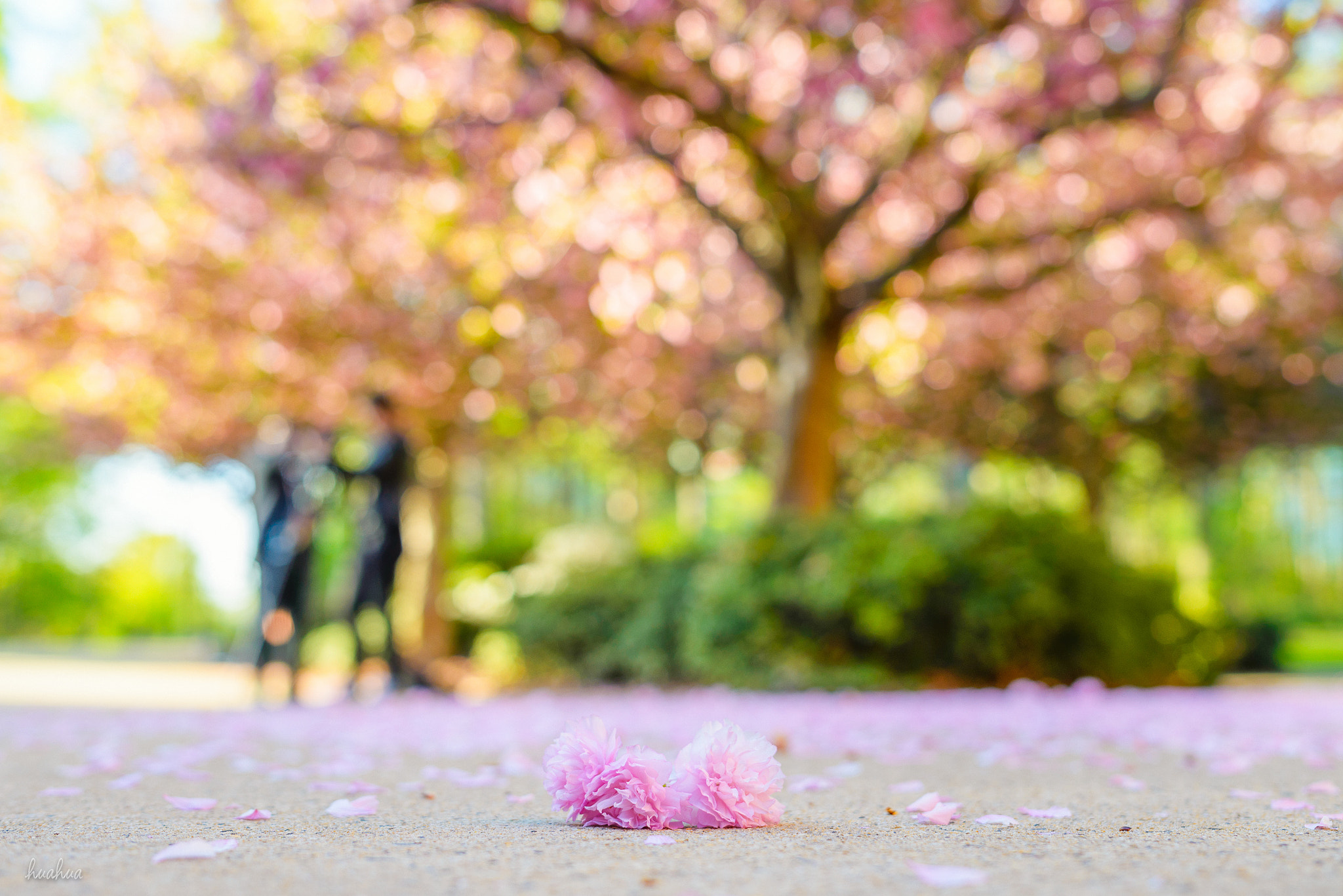 Samyang 35mm F1.4 AS UMC sample photo. Cherry blossom time photography