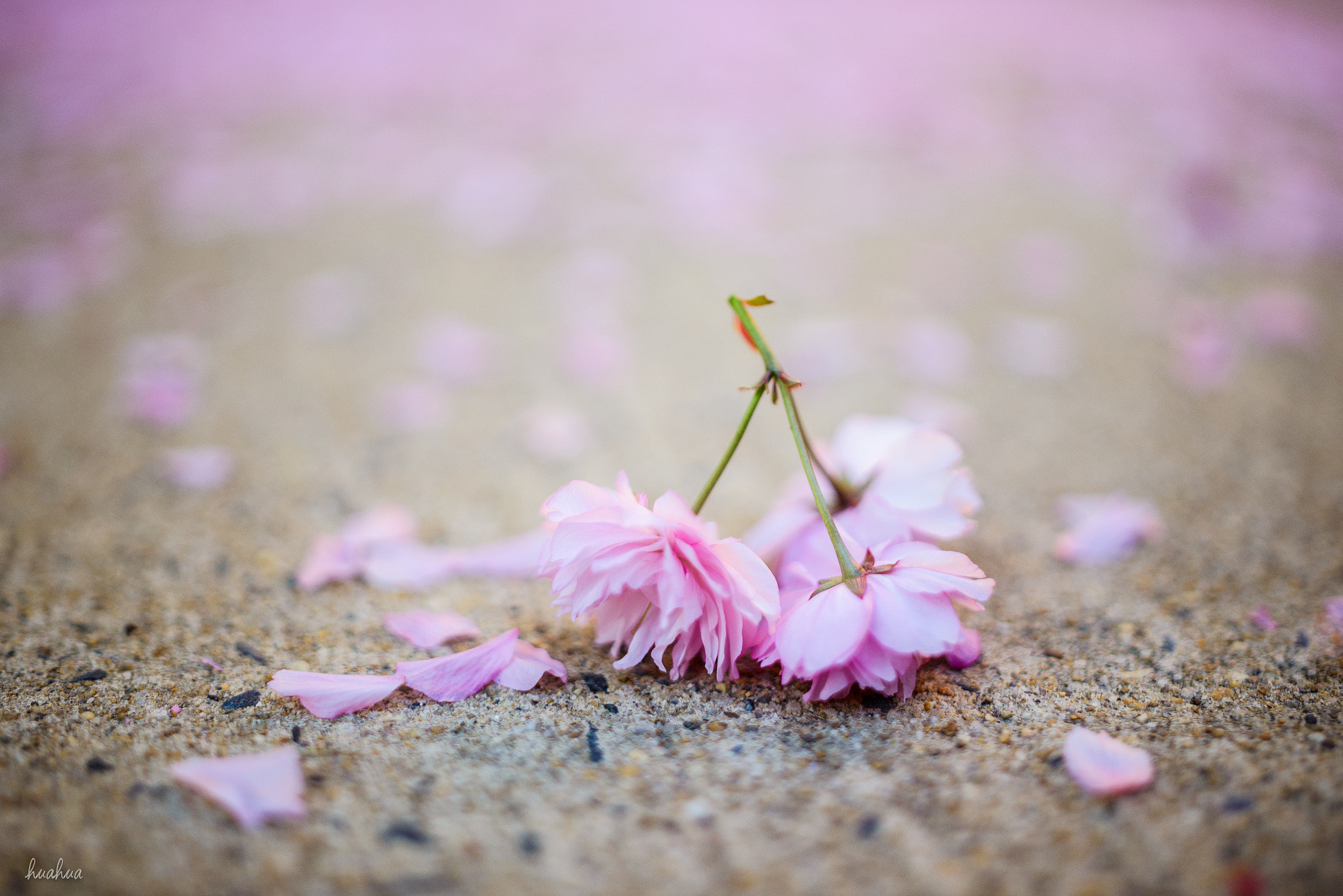 Nikon D610 + Samyang 35mm F1.4 AS UMC sample photo. Cherry blossom on the ground photography