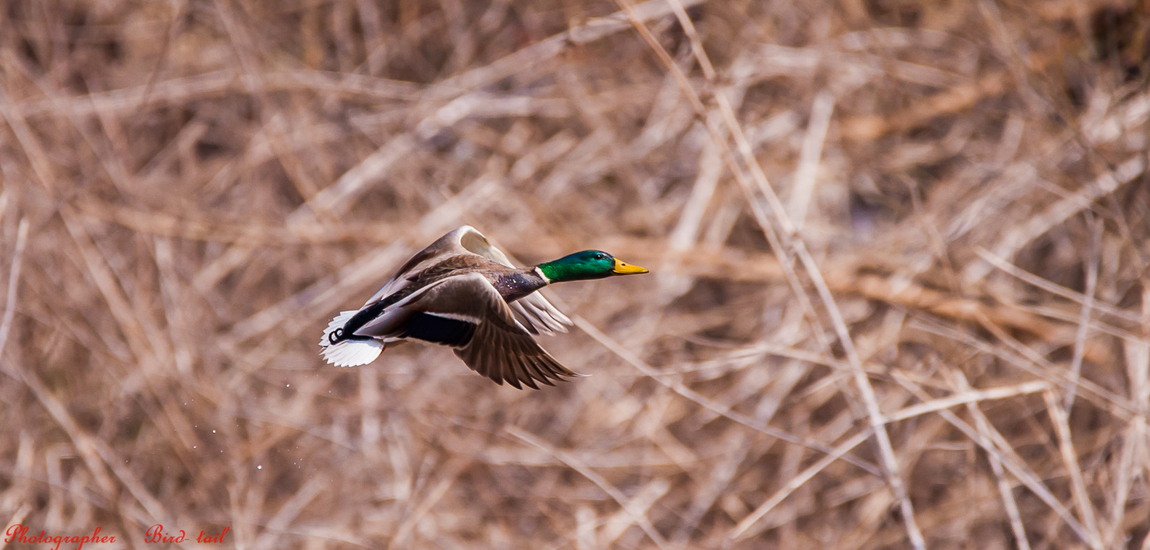 Sigma 150-600mm F5-6.3 DG OS HSM | C sample photo. Mallard(male) in korea photography