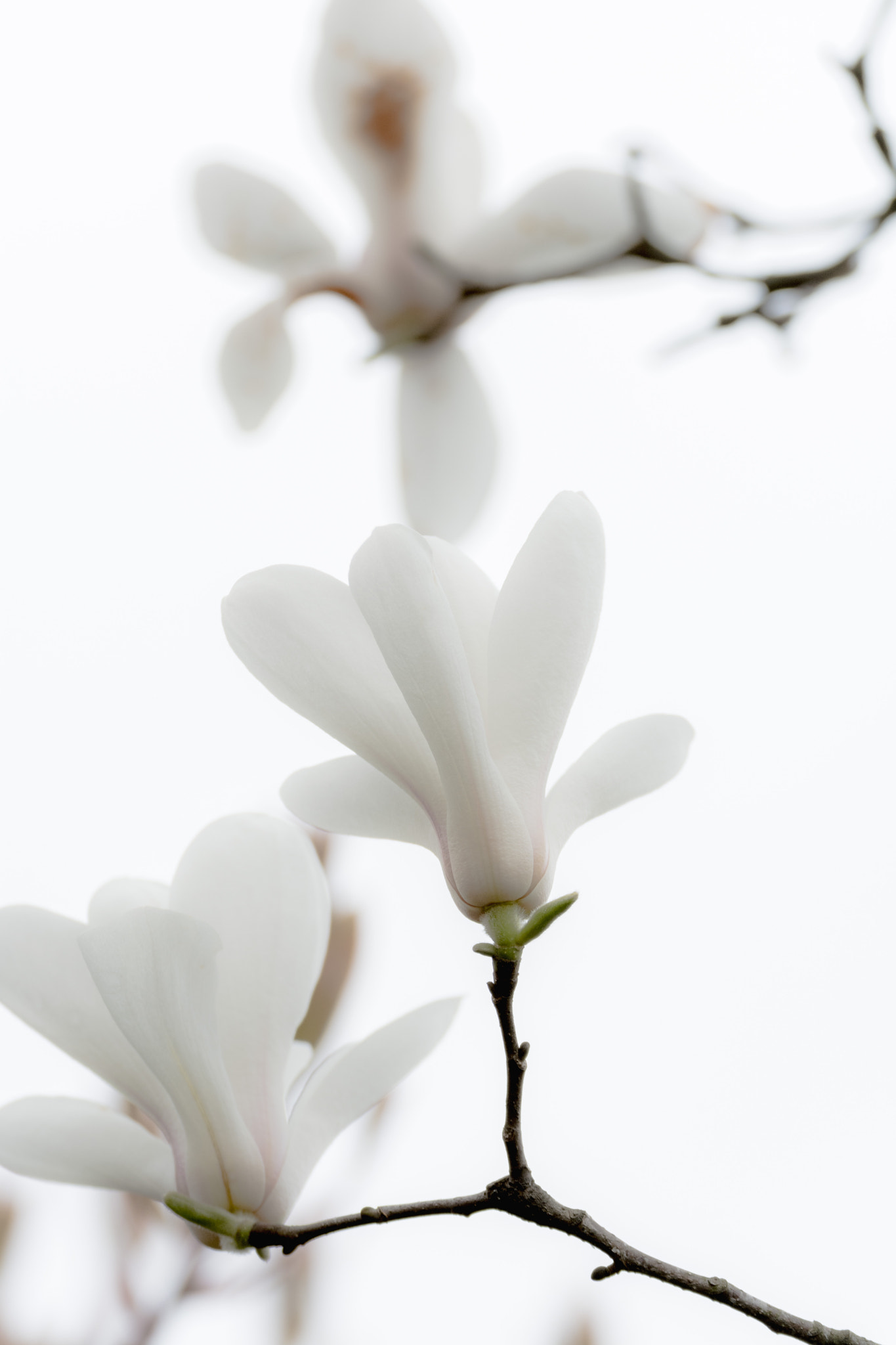 Nikon D5200 + Tamron SP 70-300mm F4-5.6 Di VC USD sample photo. Ink-style magnolia flower photography