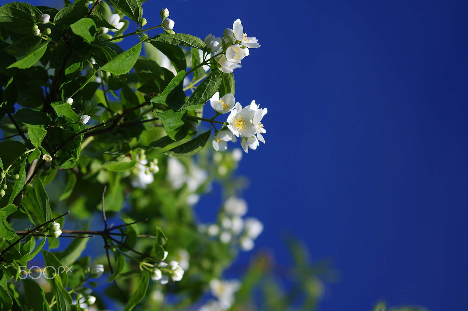 Pentax K-3 sample photo. Jasmin photography