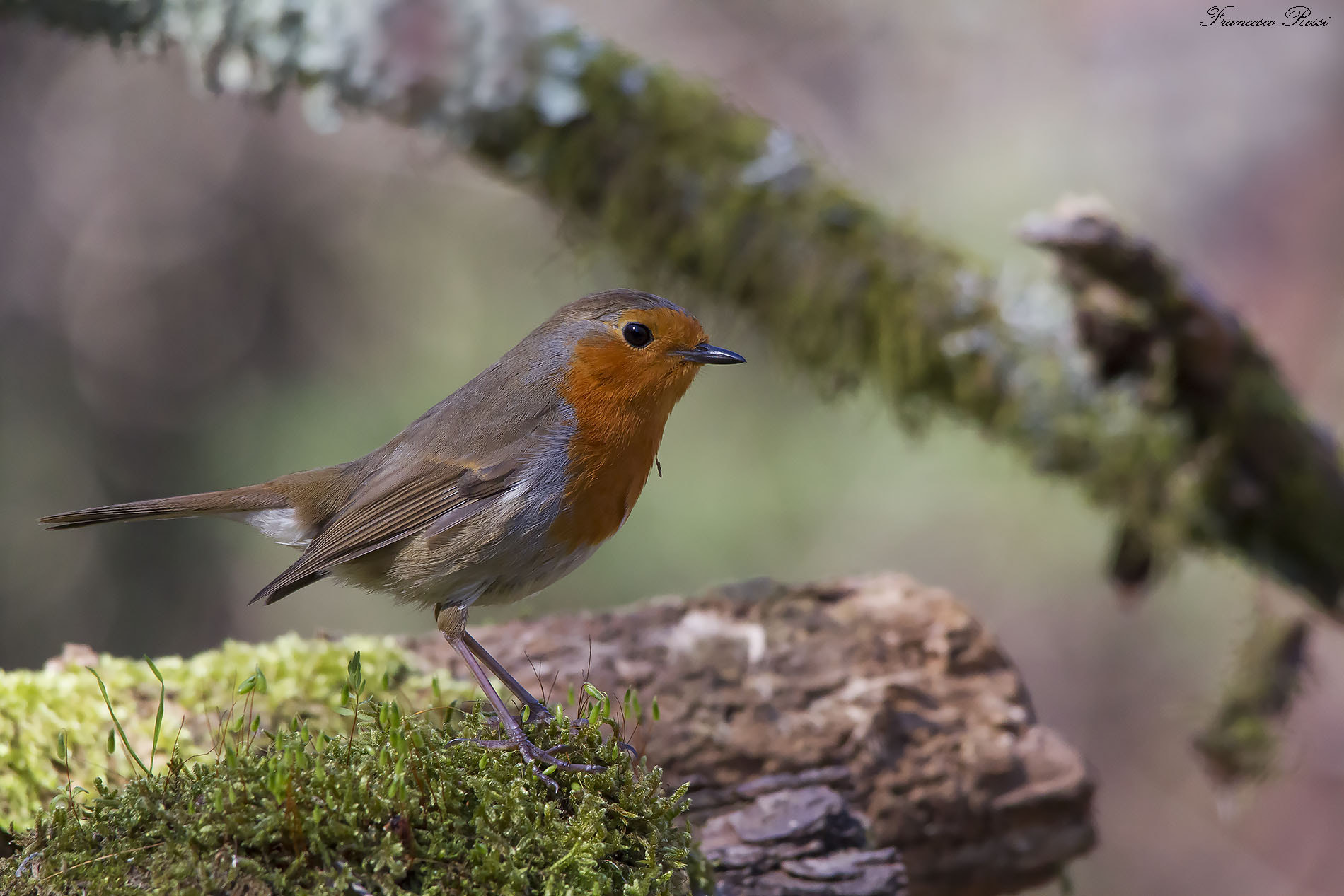 Sigma 150-500mm F5-6.3 DG OS HSM sample photo. Robin, pettirosso  photography