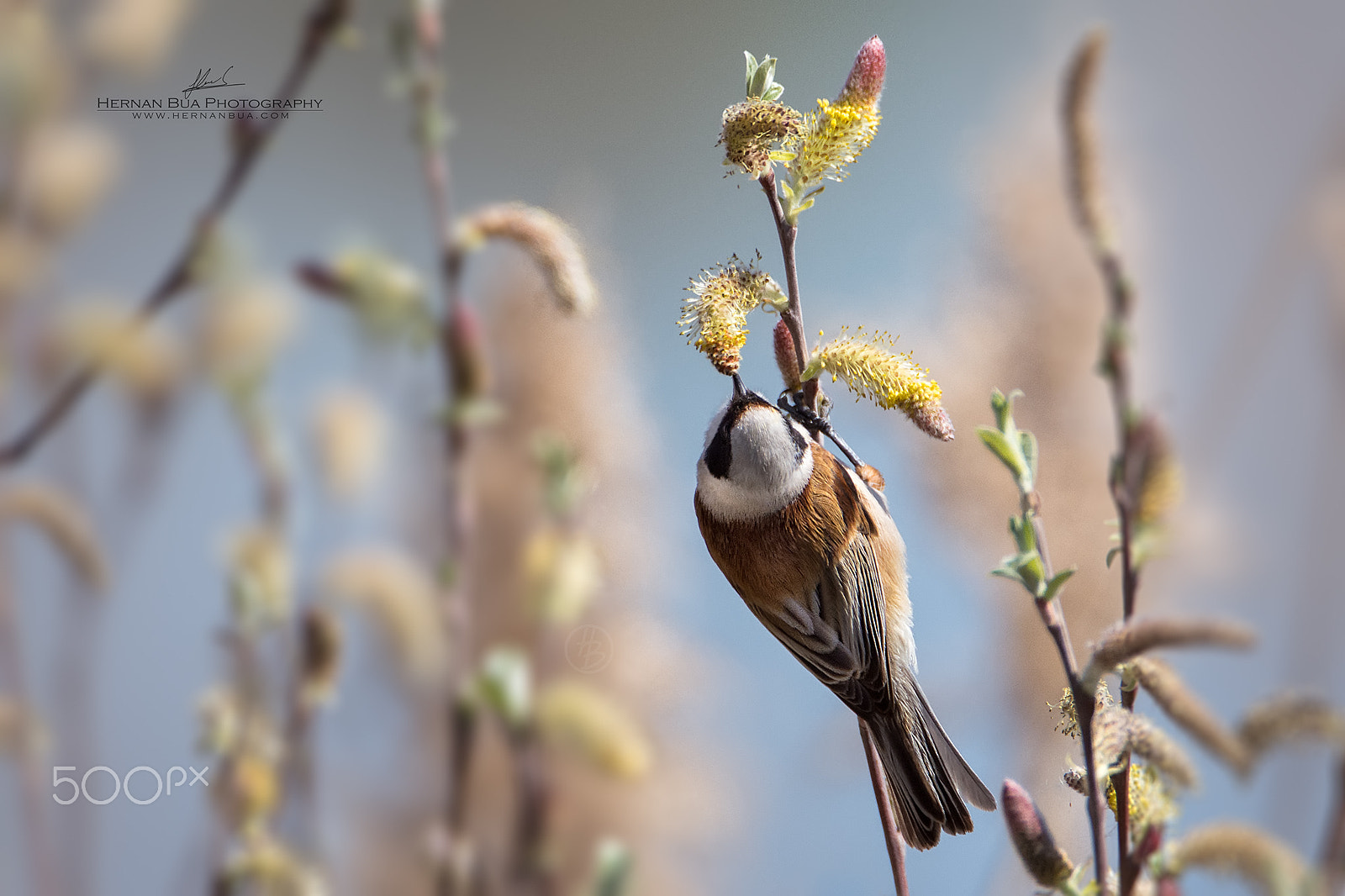 Nikon D7200 sample photo. Penduline tit photography