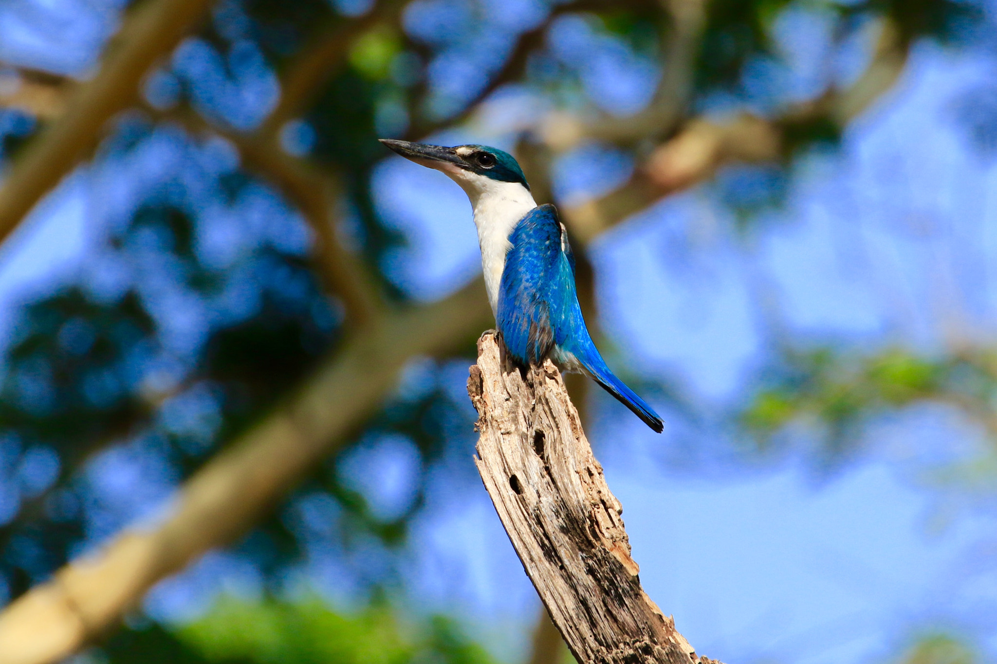 Canon EOS 7D Mark II + Canon EF 100-400mm F4.5-5.6L IS II USM sample photo. Collared kingfisher,photo was taken in north west bali. photography