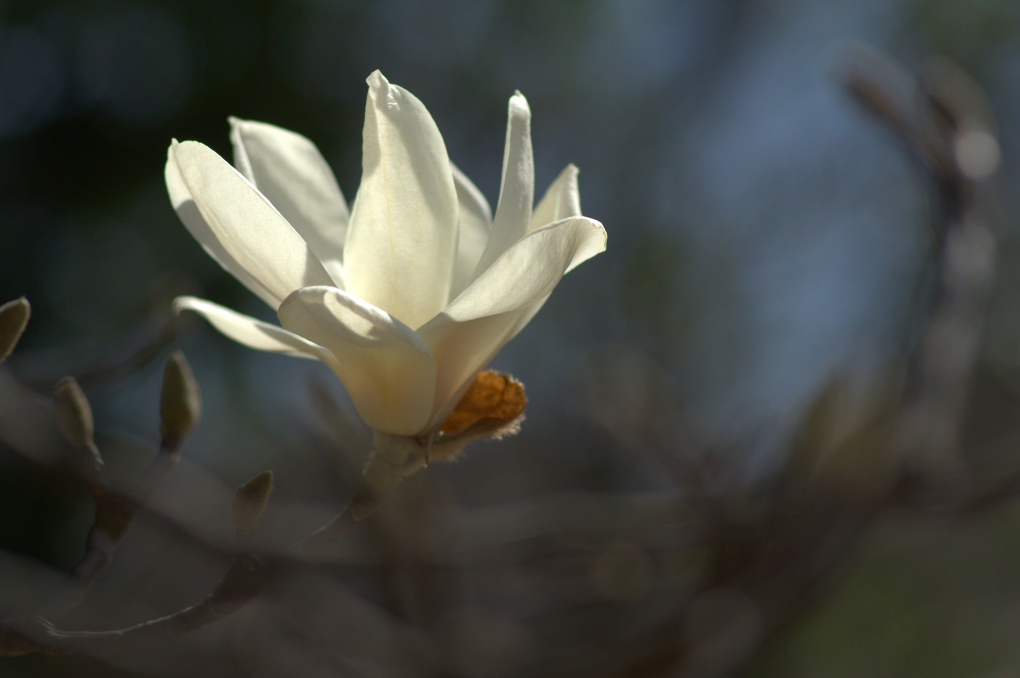 Pentax K-3 + Pentax smc D-FA 100mm F2.8 Macro WR sample photo. "and in a world where no one understands....." photography