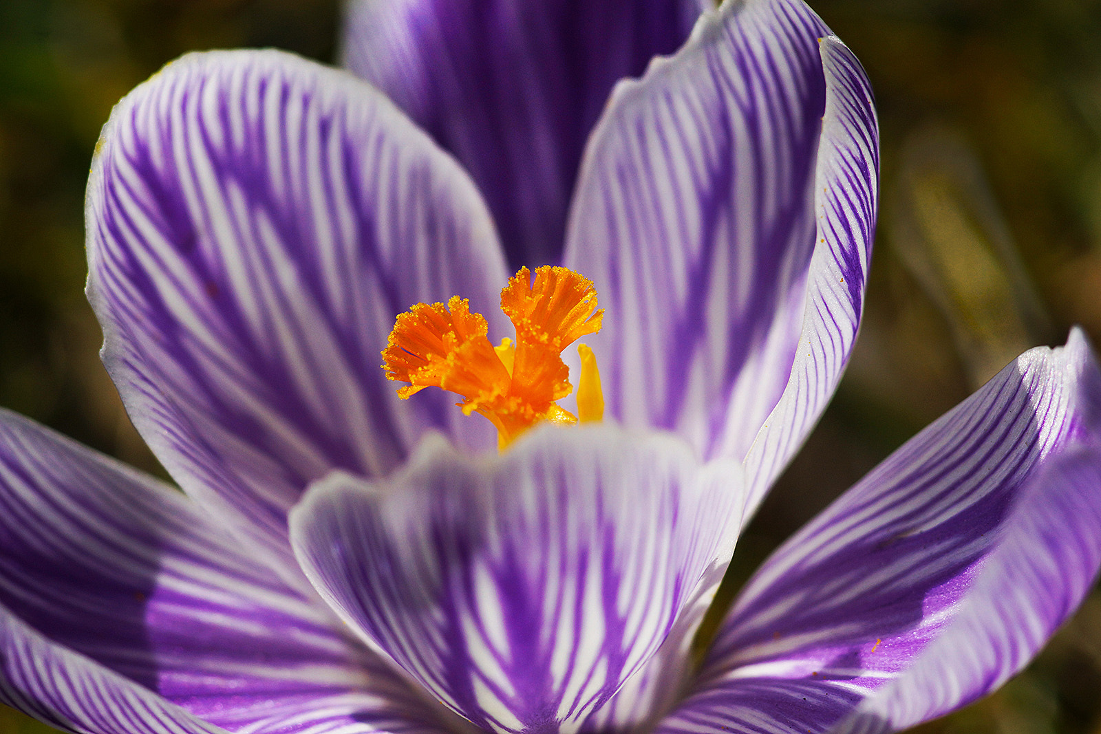 Sony SLT-A77 + Minolta AF 100mm F2.8 Macro [New] sample photo. Orange photography