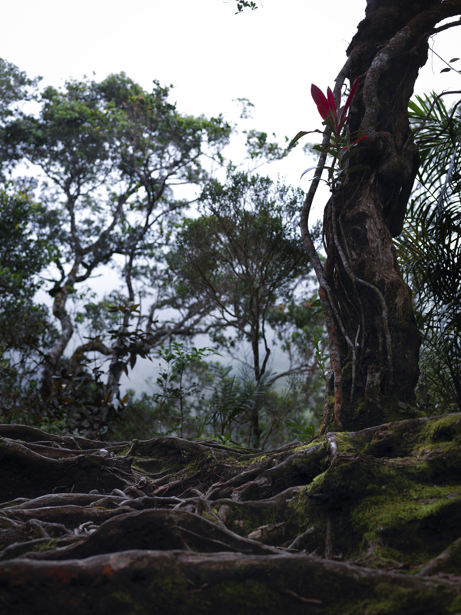 Hasselblad H4D-60 + HC 80 sample photo. Trekking to kota kinabalu. borneo. malaysia. photography