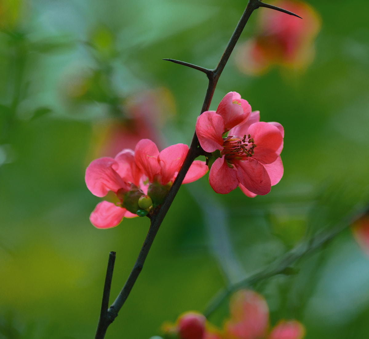 Sony FE 70-300mm F4.5-5.6 G OSS sample photo. Red and green photography