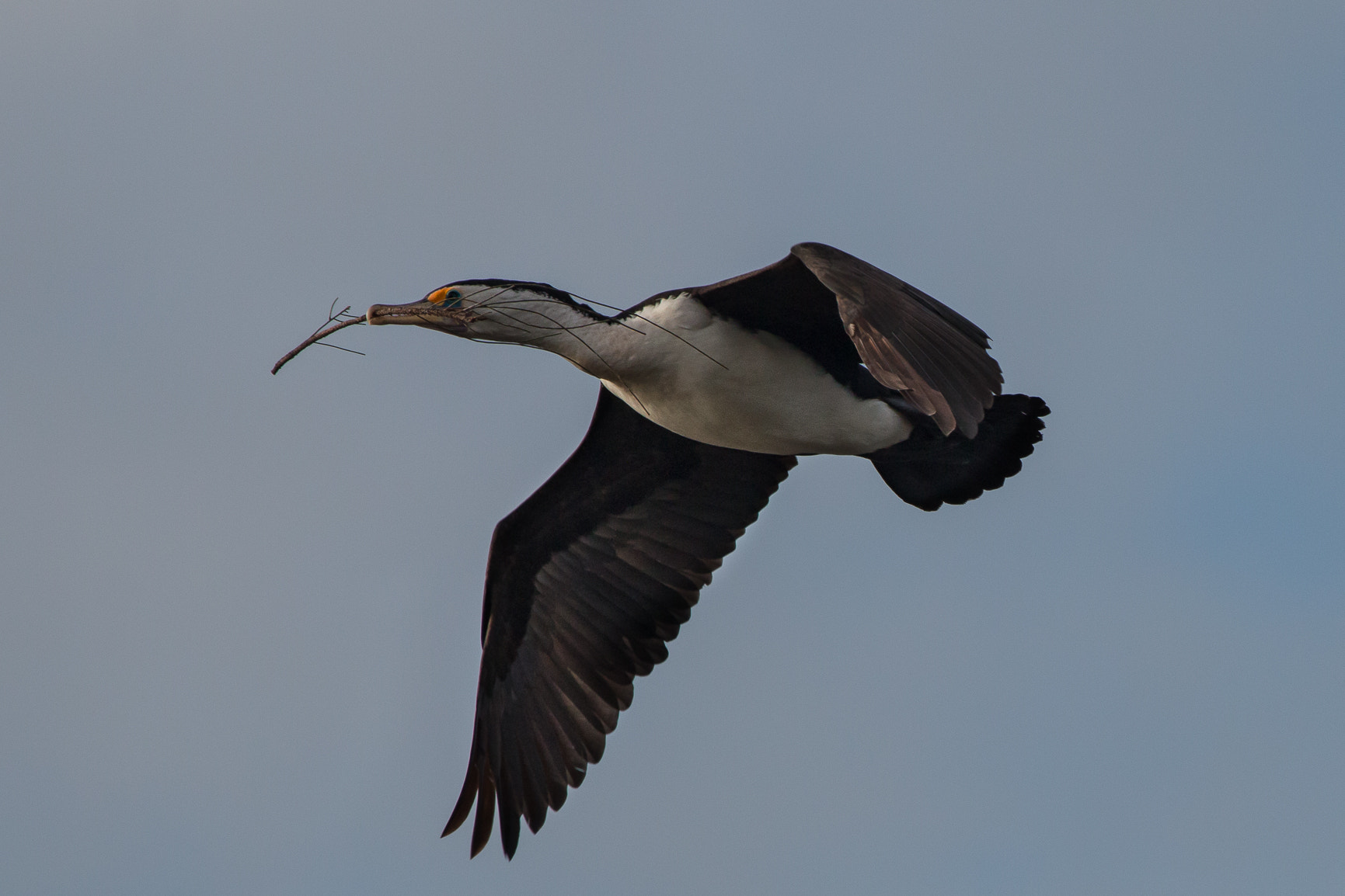 Canon EOS 70D + Canon EF 100-400mm F4.5-5.6L IS USM sample photo. Pied cormoran in flight photography