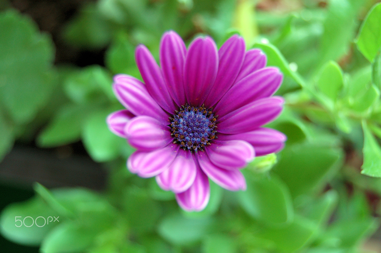 Nikon D50 sample photo. Flower photography