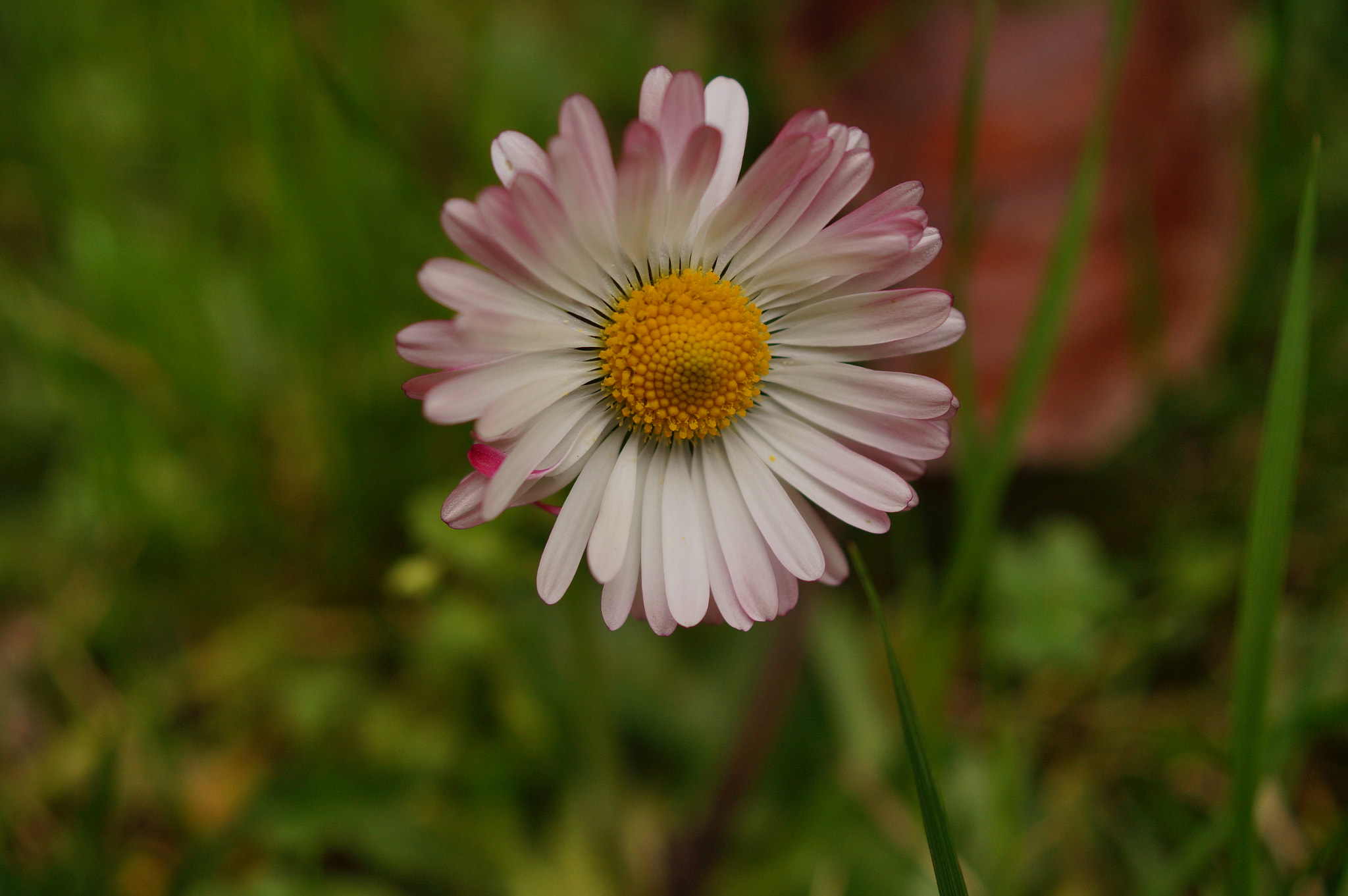 Sony SLT-A37 sample photo. Daisy... photography