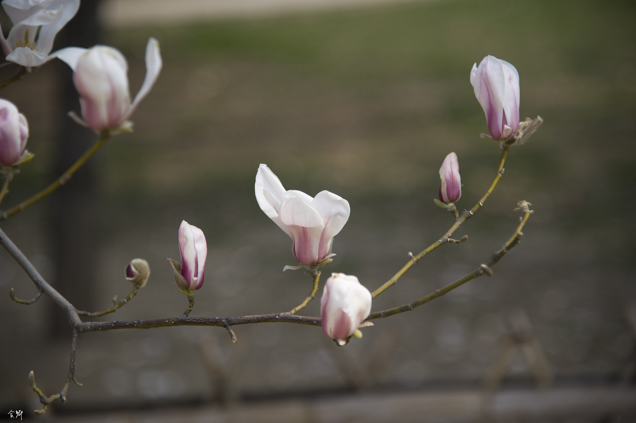 Nikon AF-S Nikkor 24-120mm F4G ED VR sample photo. Dsc photography