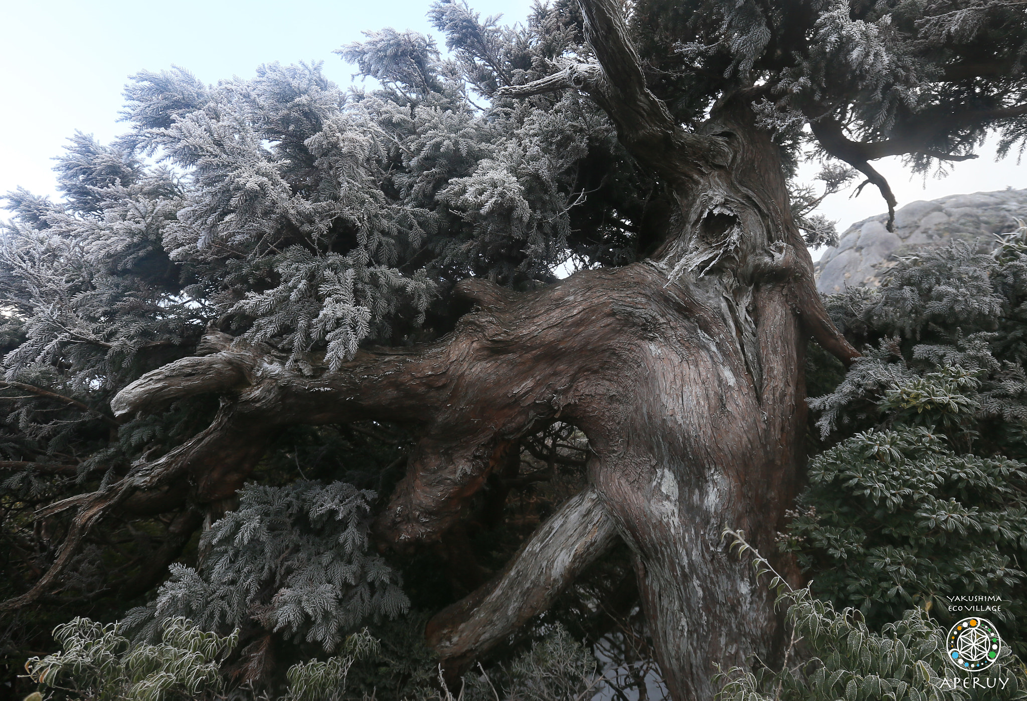 Canon EF 16-35mm F2.8L II USM sample photo. An old cedar near top of mt.kuromi photography
