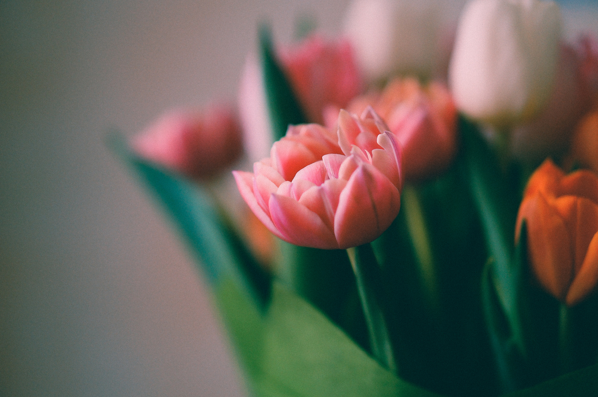 Sony Alpha NEX-F3 sample photo. Blossom photography