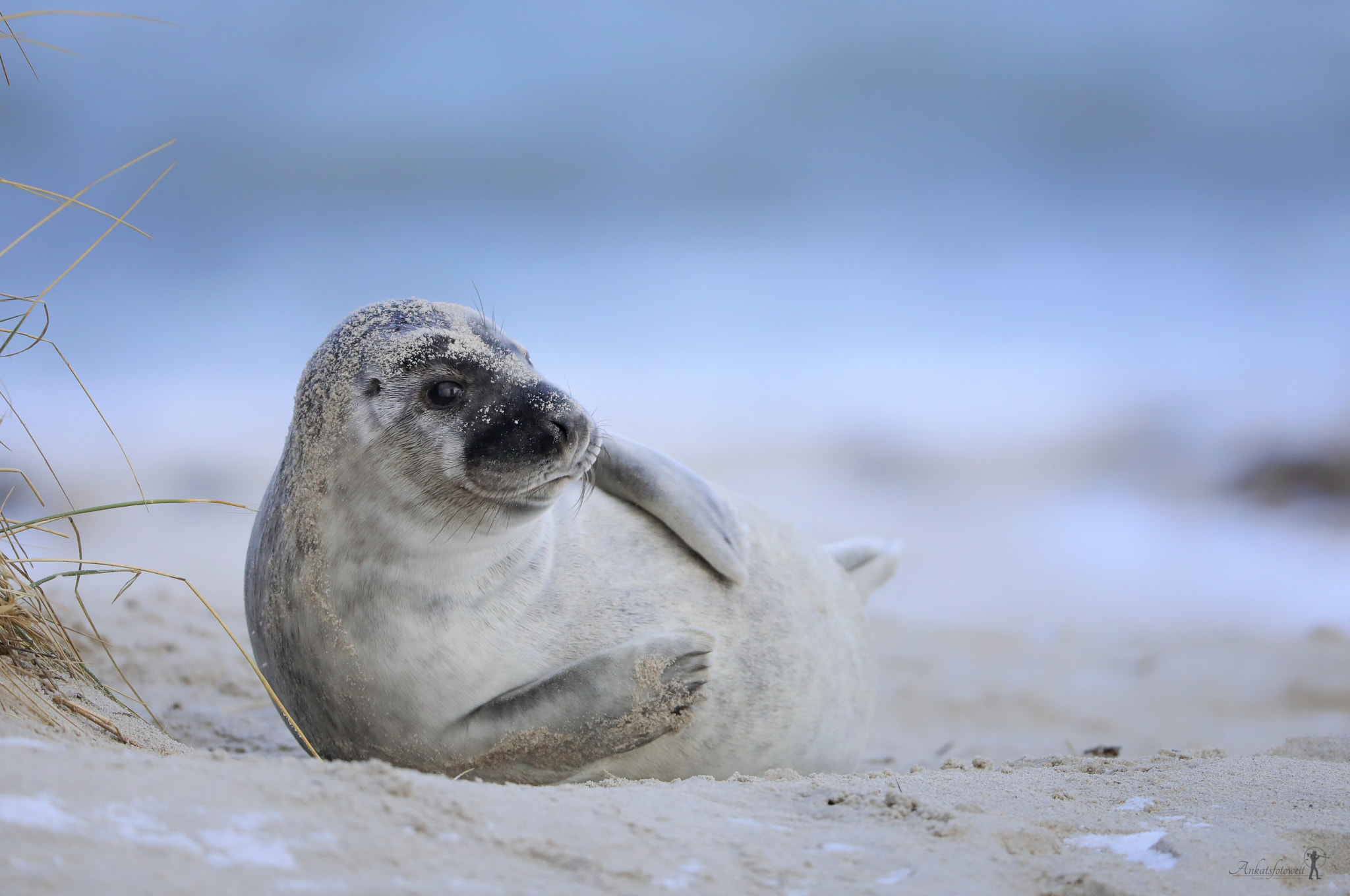 Canon EF 200-400mm F4L IS USM Extender 1.4x sample photo. Grey seal photography