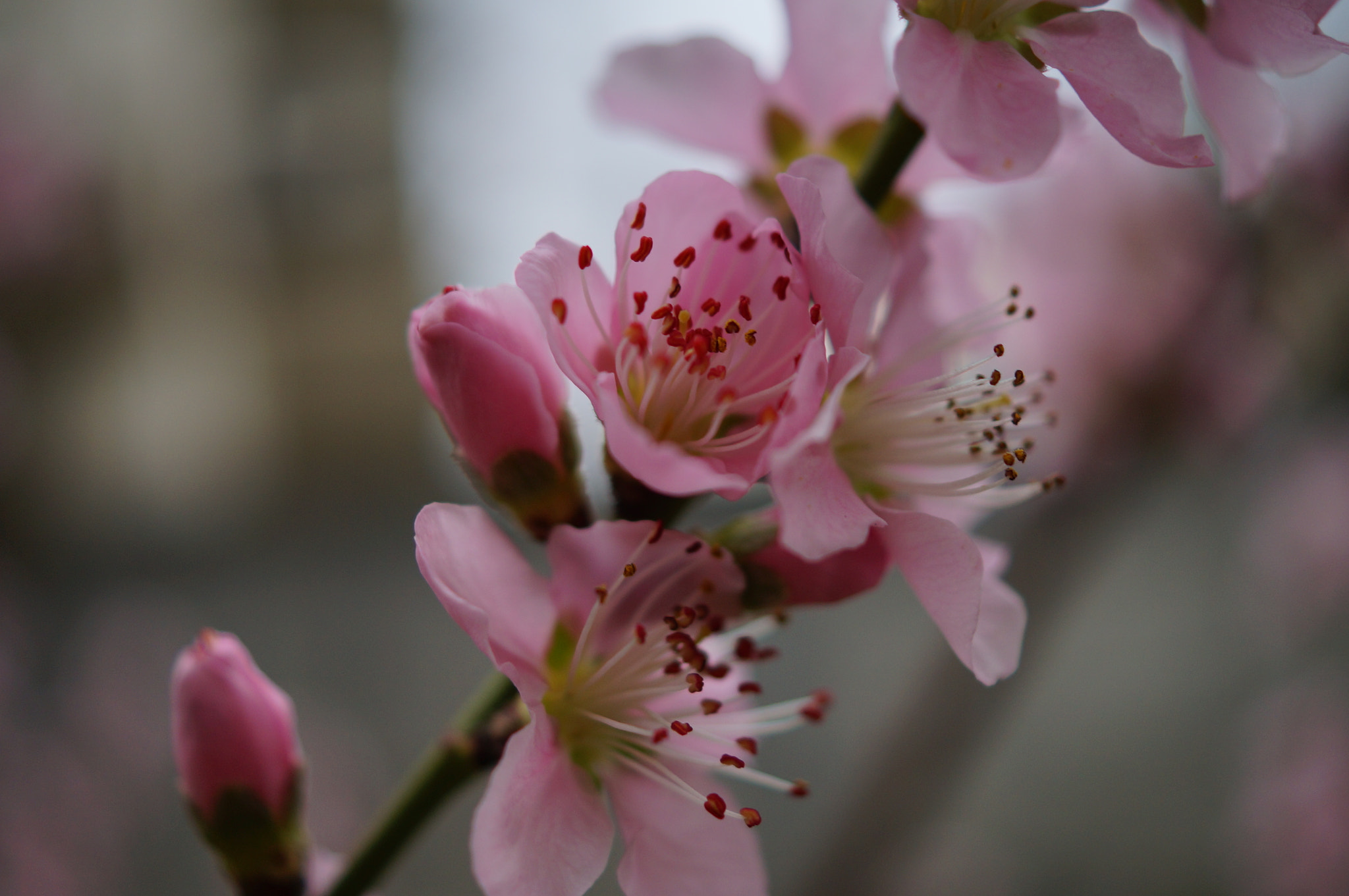 Sony SLT-A37 + Sony DT 30mm F2.8 Macro SAM sample photo. Bahar güzelleri... photography