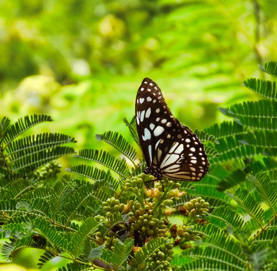 Fujifilm FinePix S3300 sample photo. Butterfly photography