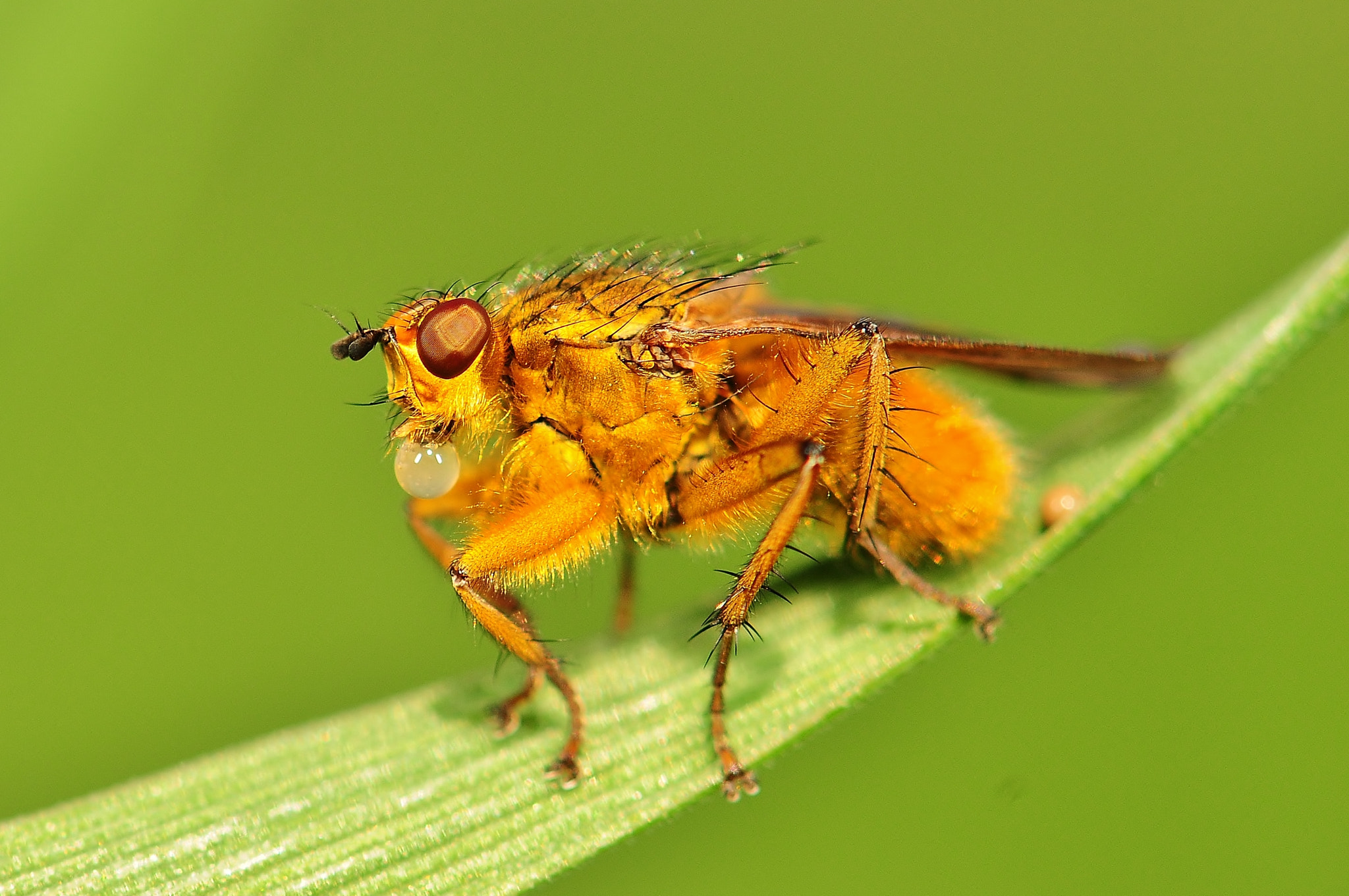 Nikon D300 sample photo. A yellow dung fly chewing a bubble gum photography