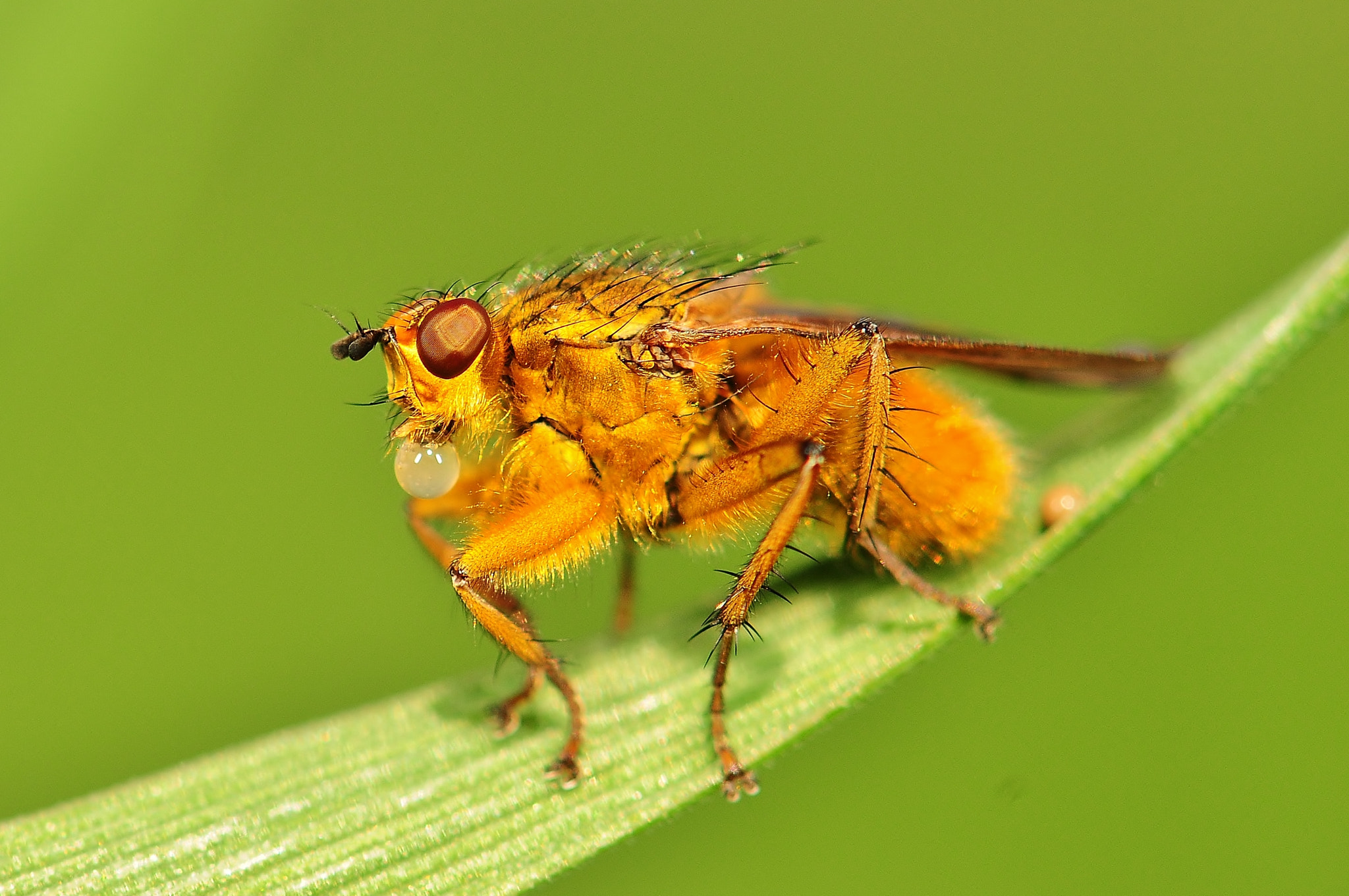 Nikon AF-S Micro-Nikkor 105mm F2.8G IF-ED VR sample photo. A yellow dung fly chewing a bubble gum photography