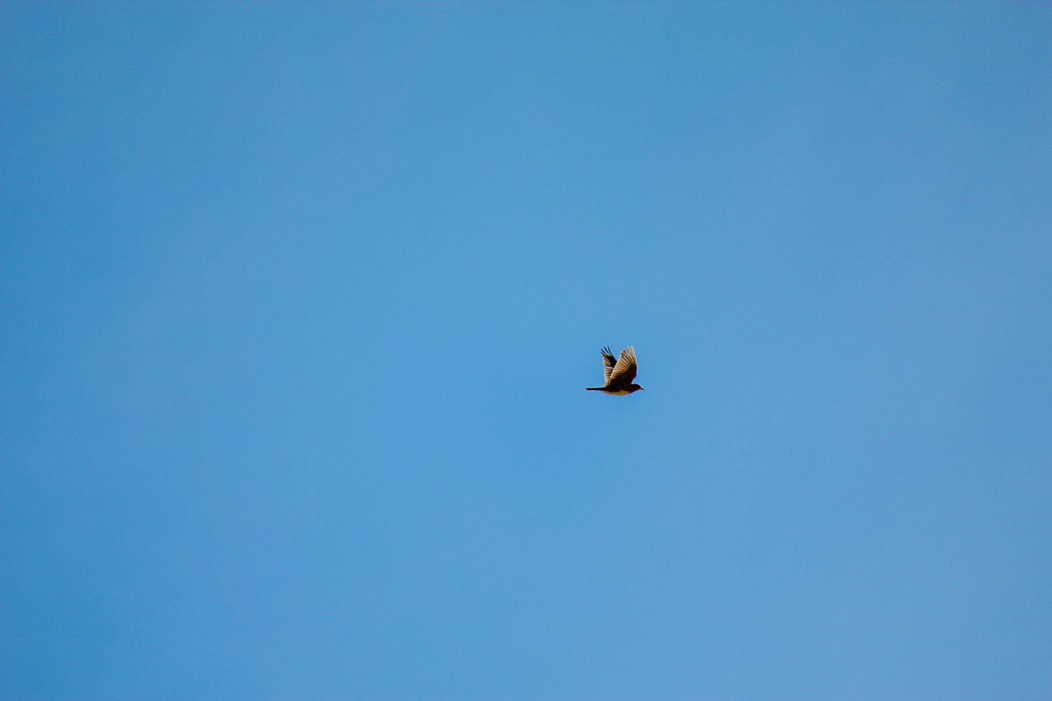 Canon EOS 550D (EOS Rebel T2i / EOS Kiss X4) sample photo. Solo flight photography
