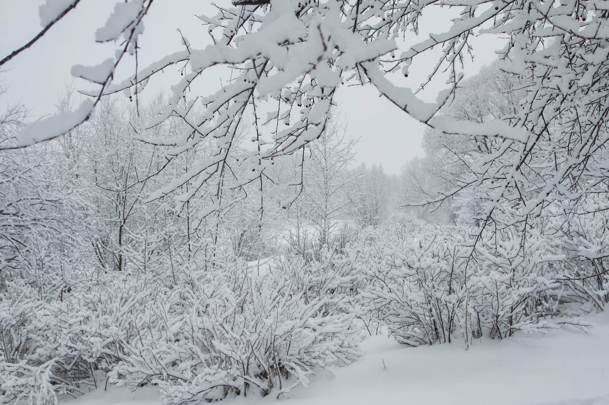 Canon EOS 50D + Canon EF 24-105mm F4L IS USM sample photo. Snowy photography
