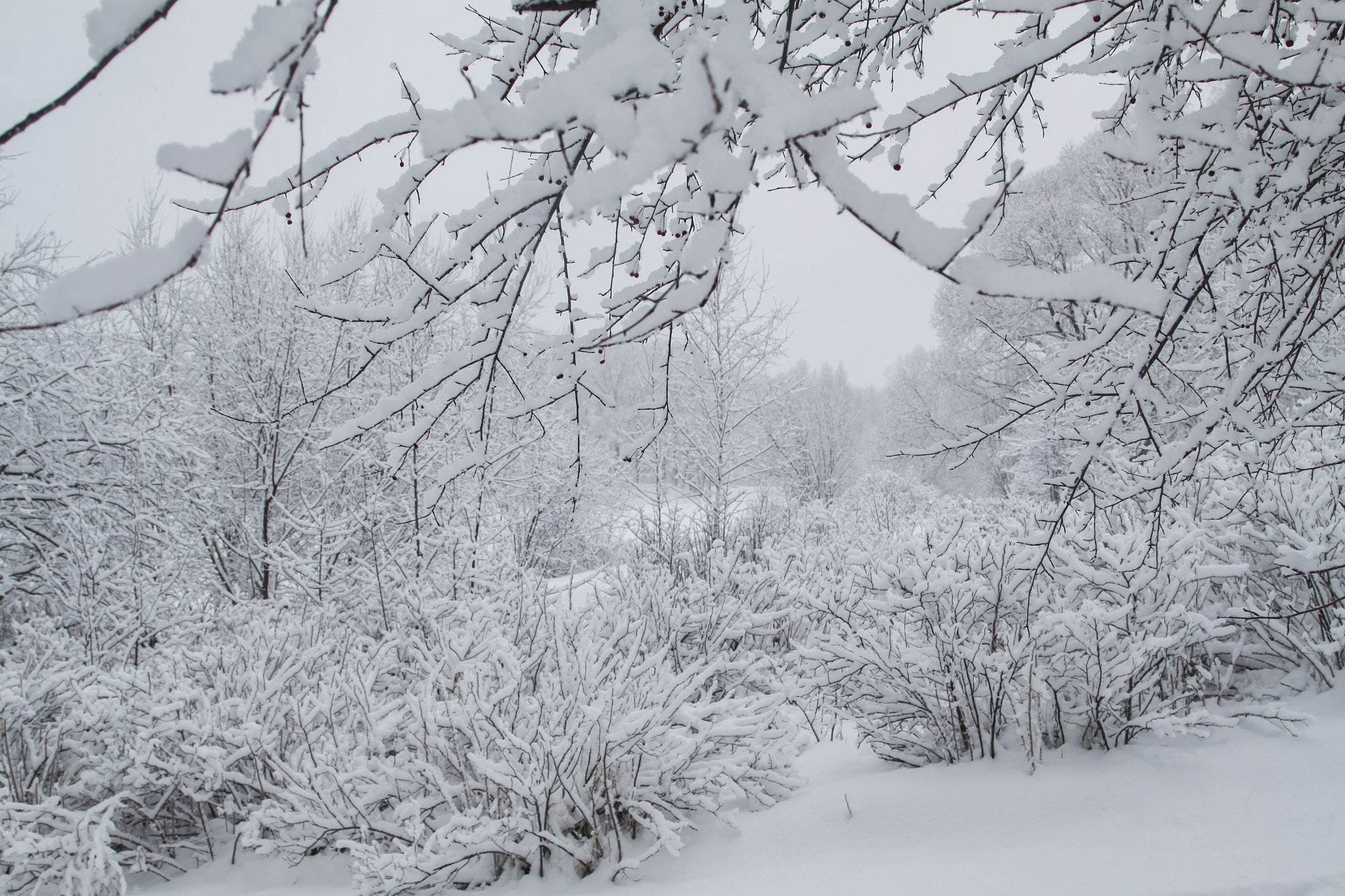 Canon EOS 50D sample photo. Snowy photography