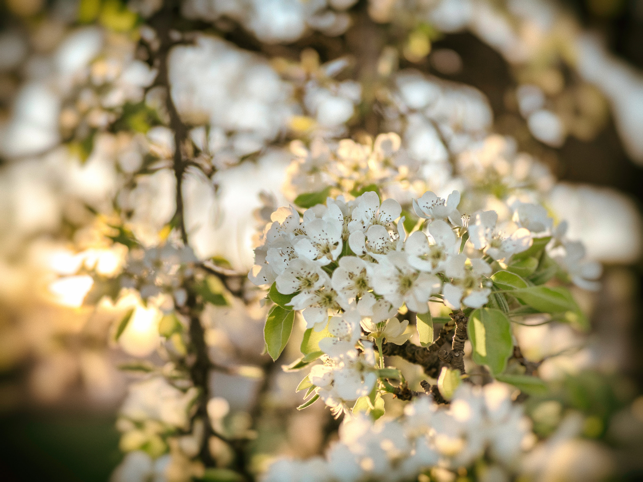 OLYMPUS M.25mm F1.2 sample photo. Spring colors photography