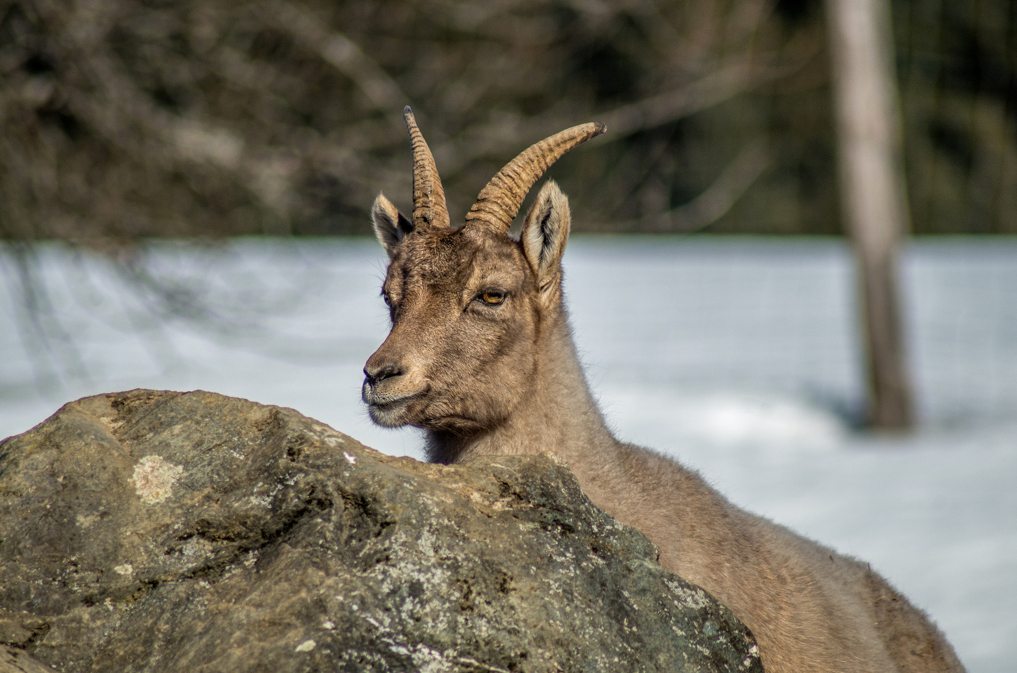 Pentax K-50 sample photo. Alpine ibex photography
