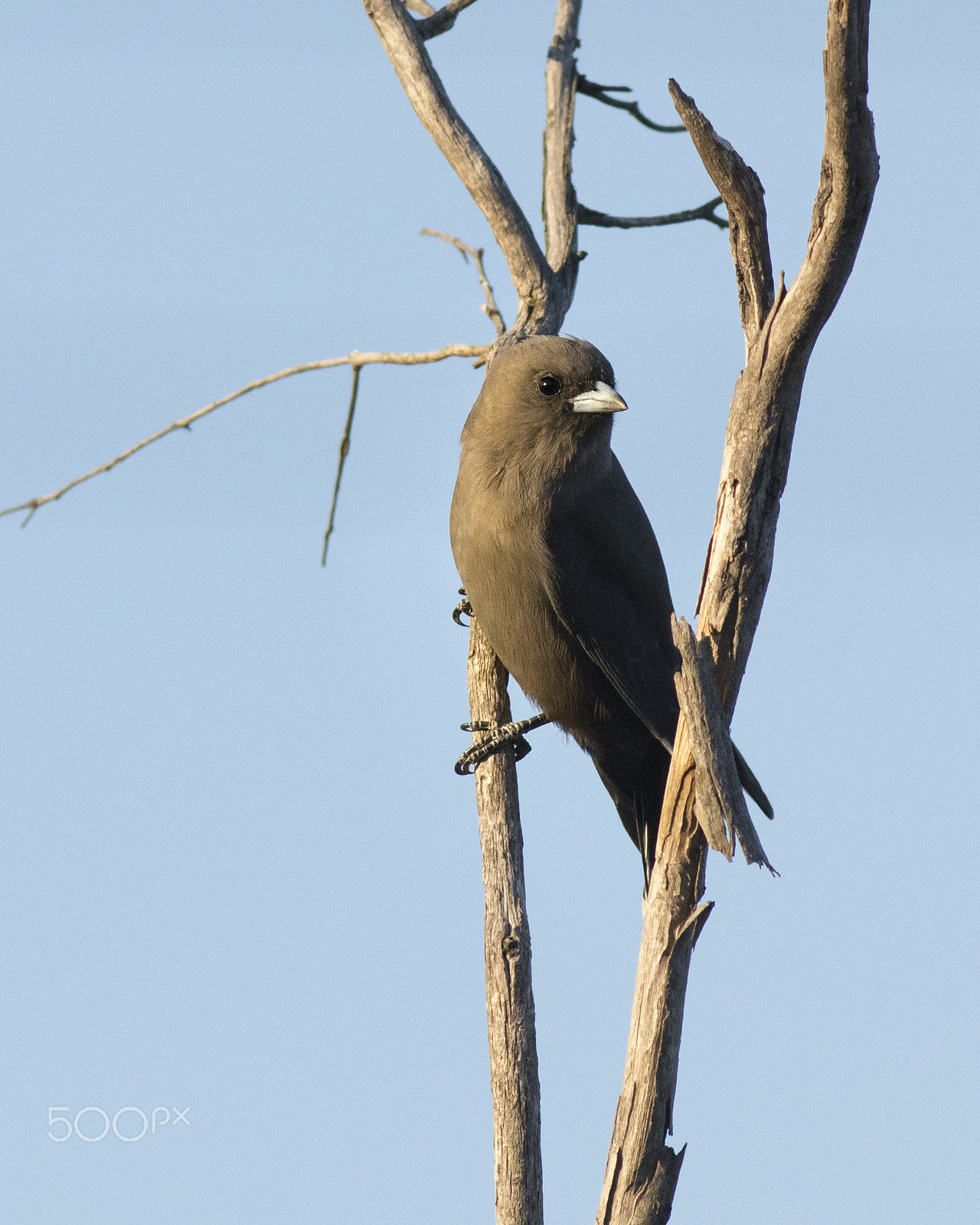 Canon EOS 80D + Canon EF 400mm F5.6L USM sample photo. Dusky wood swallow photography