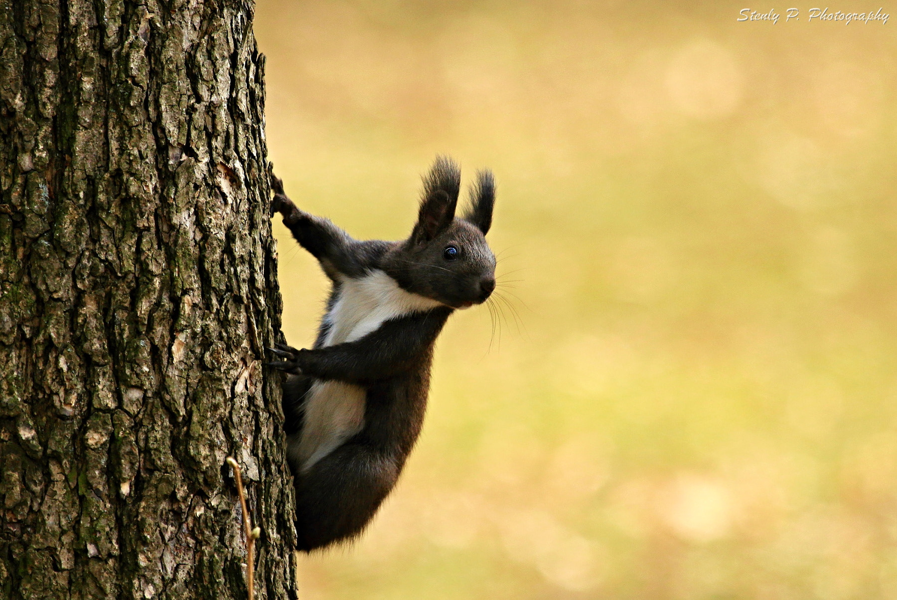 Canon EF 100-400mm F4.5-5.6L IS USM sample photo. Squirrel photography