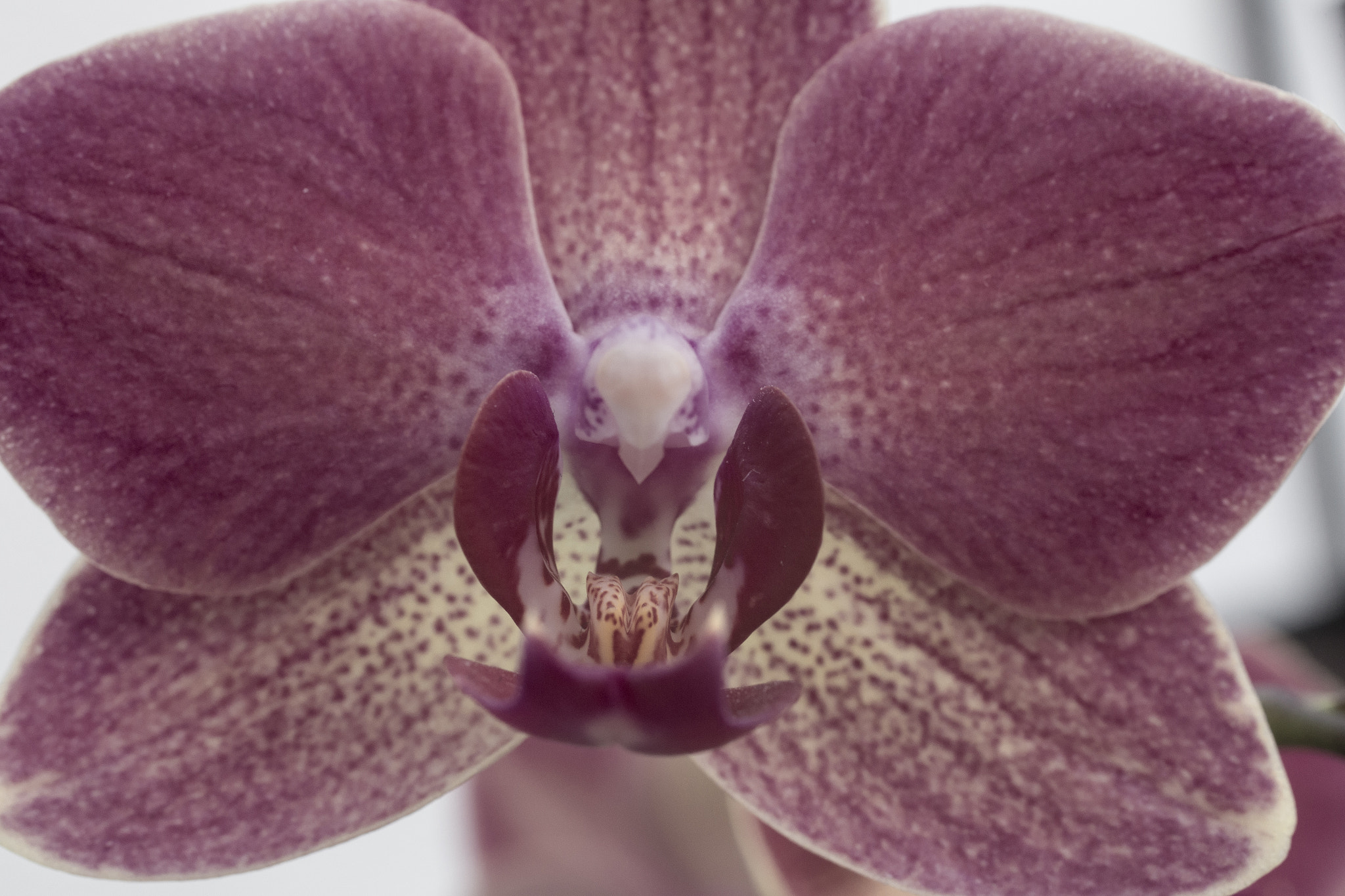 Sigma 50mm f/2.8 EX sample photo. Phalaenopsis photography