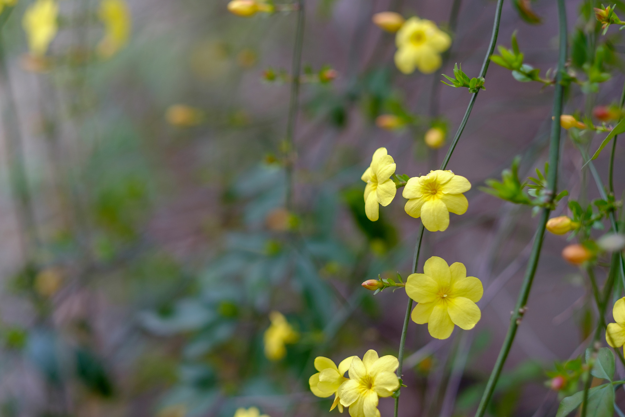 Fujifilm XF 56mm F1.2 R APD sample photo. Spring flower#2 photography