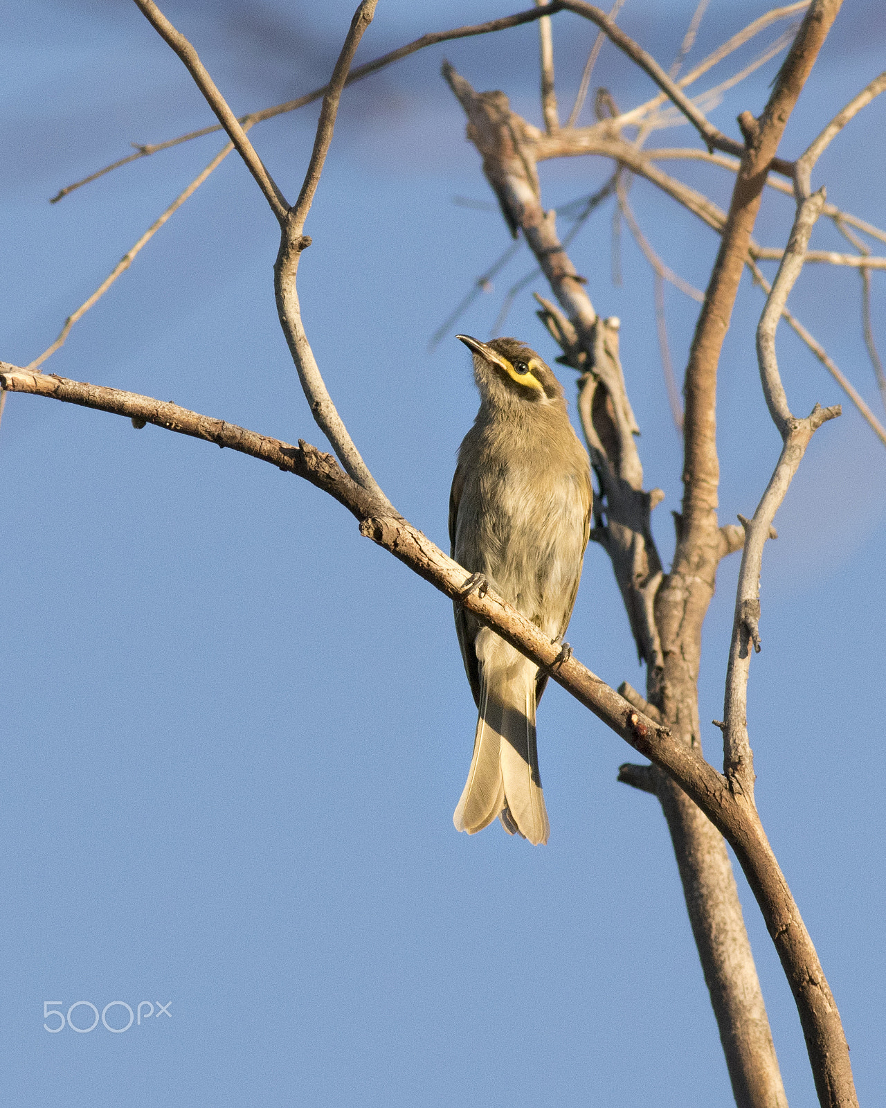 Canon EOS 80D + Canon EF 400mm F5.6L USM sample photo. Yellow-faced honeyeater photography