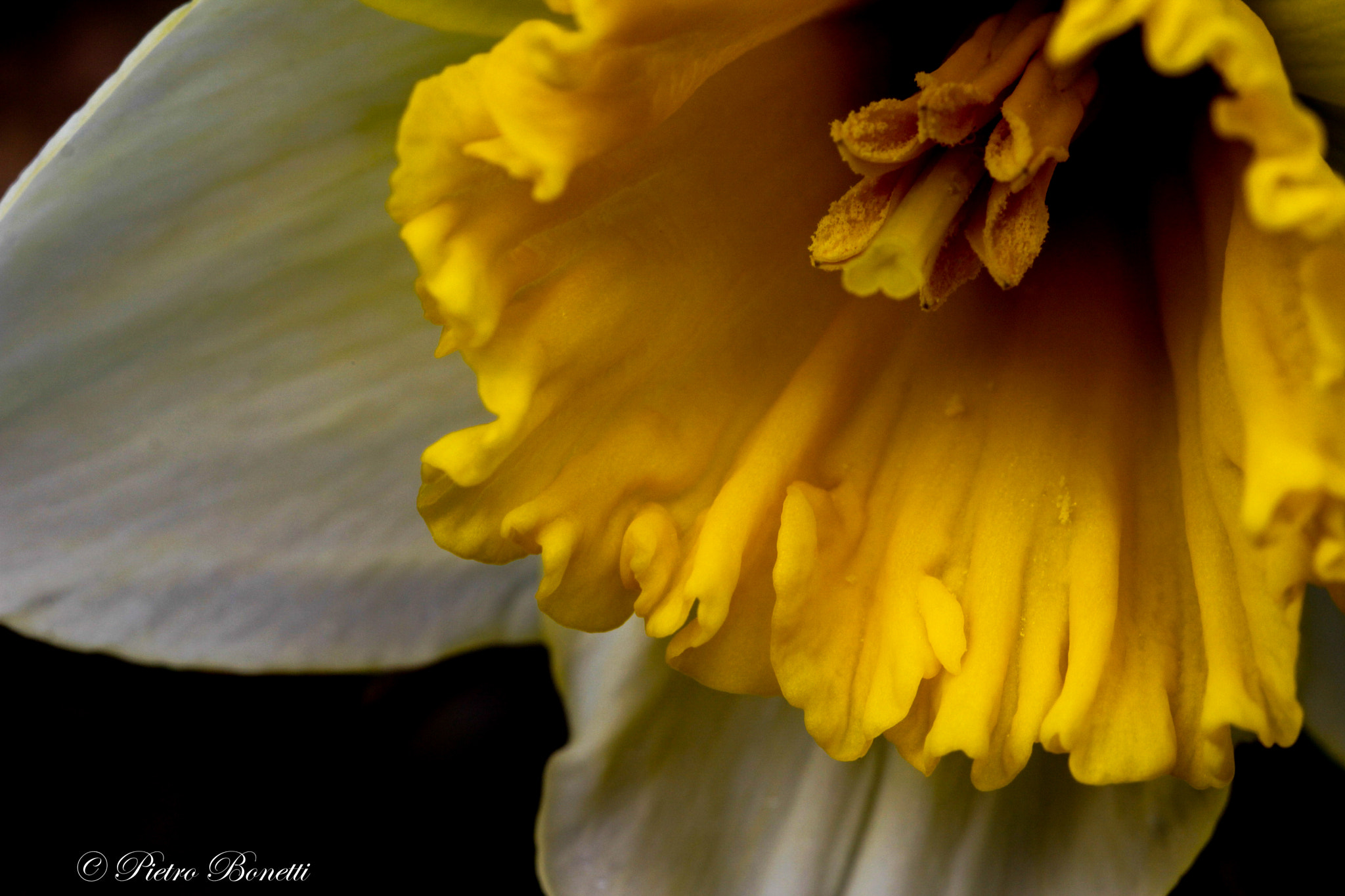 Canon EF 100mm F2.8L Macro IS USM sample photo. Primavera photography