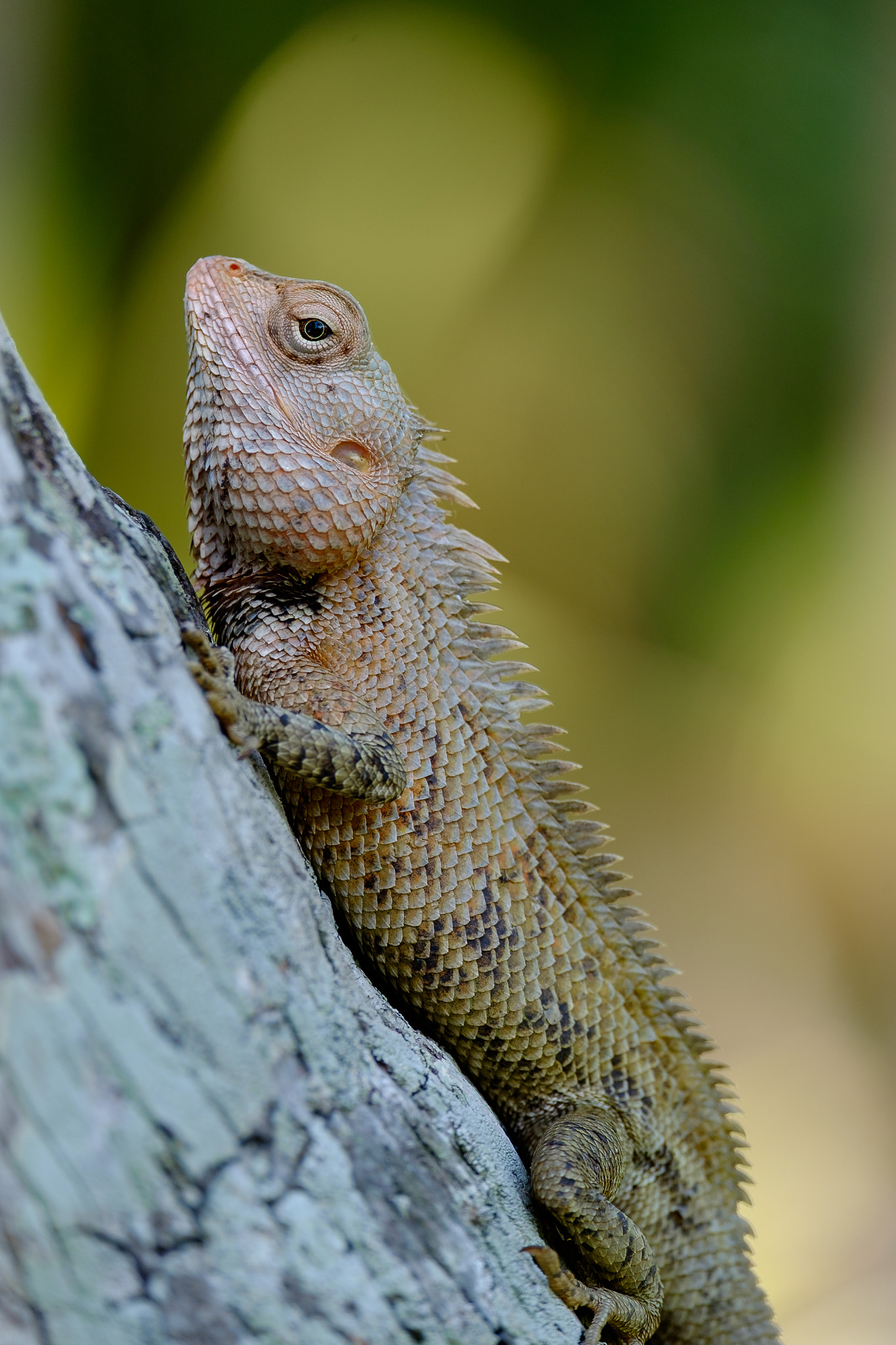 Fujifilm X-E2 + Fujifilm XF 55-200mm F3.5-4.8 R LM OIS sample photo. Hello there little friend, mirissa, sri lanka photography