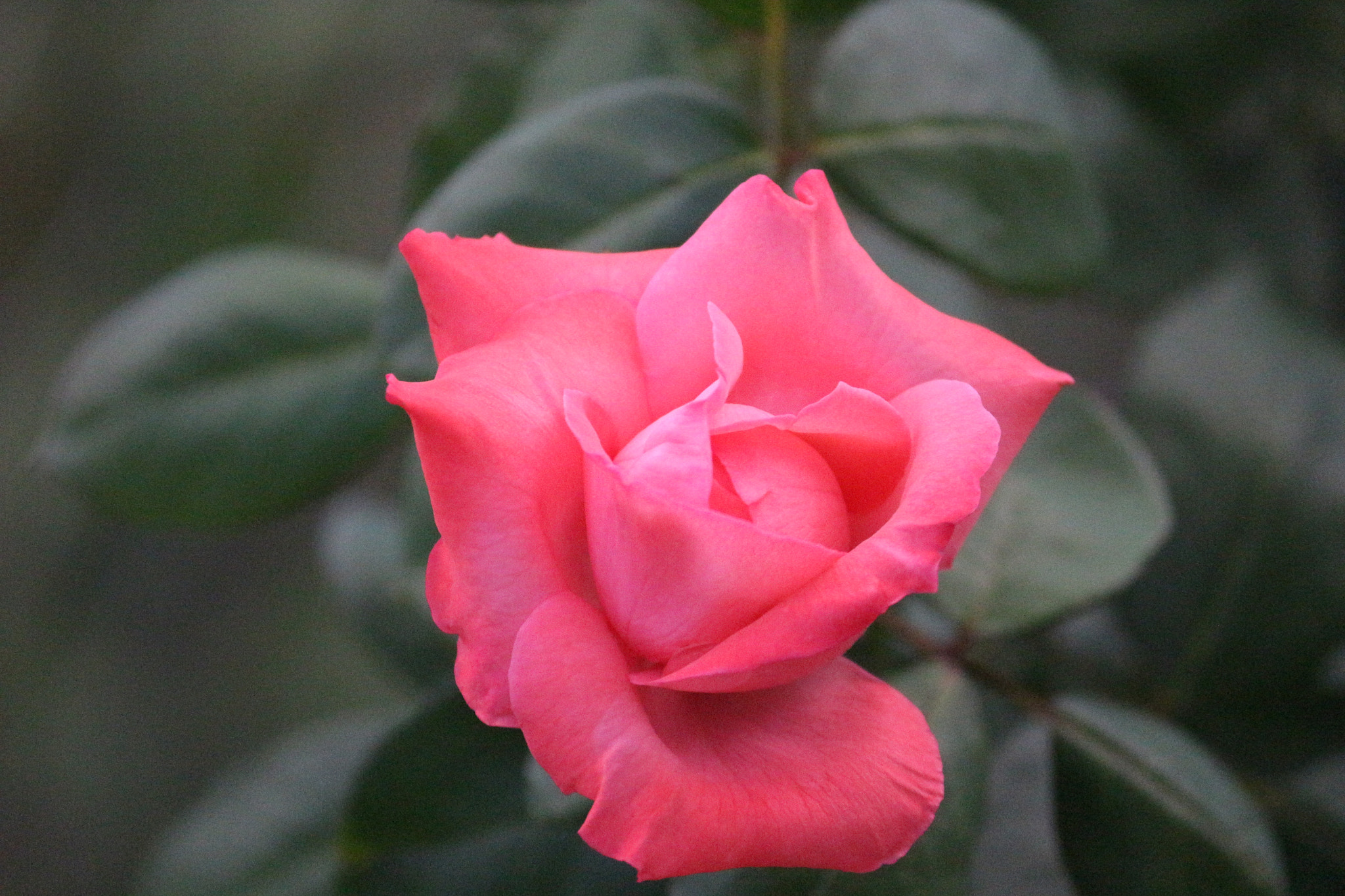 Canon EF-S 55-250mm F4-5.6 IS II sample photo