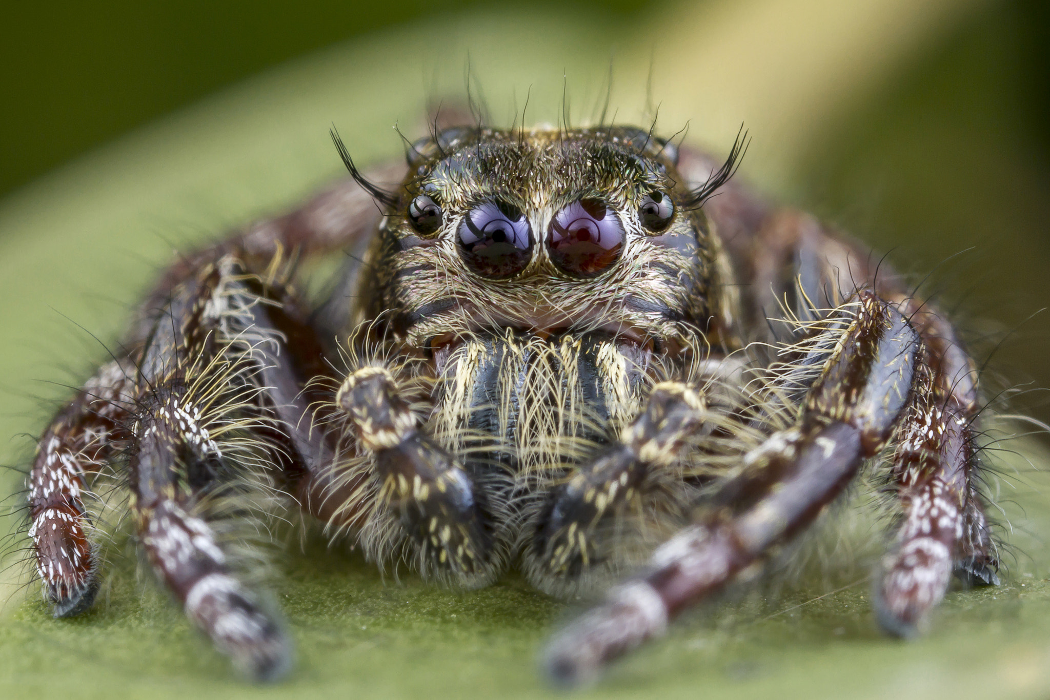 Canon EOS 7D sample photo. Jumping spider (hyllus diardi) male photography