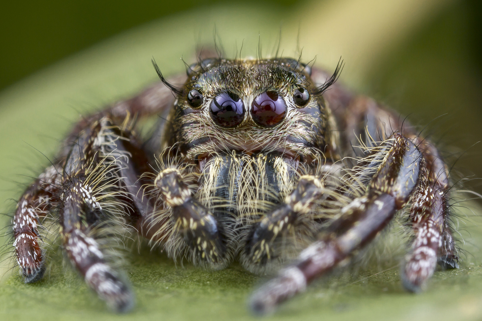 Canon MP-E 65mm F2.5 1-5x Macro Photo sample photo. Jumping spider (hyllus diardi) male photography