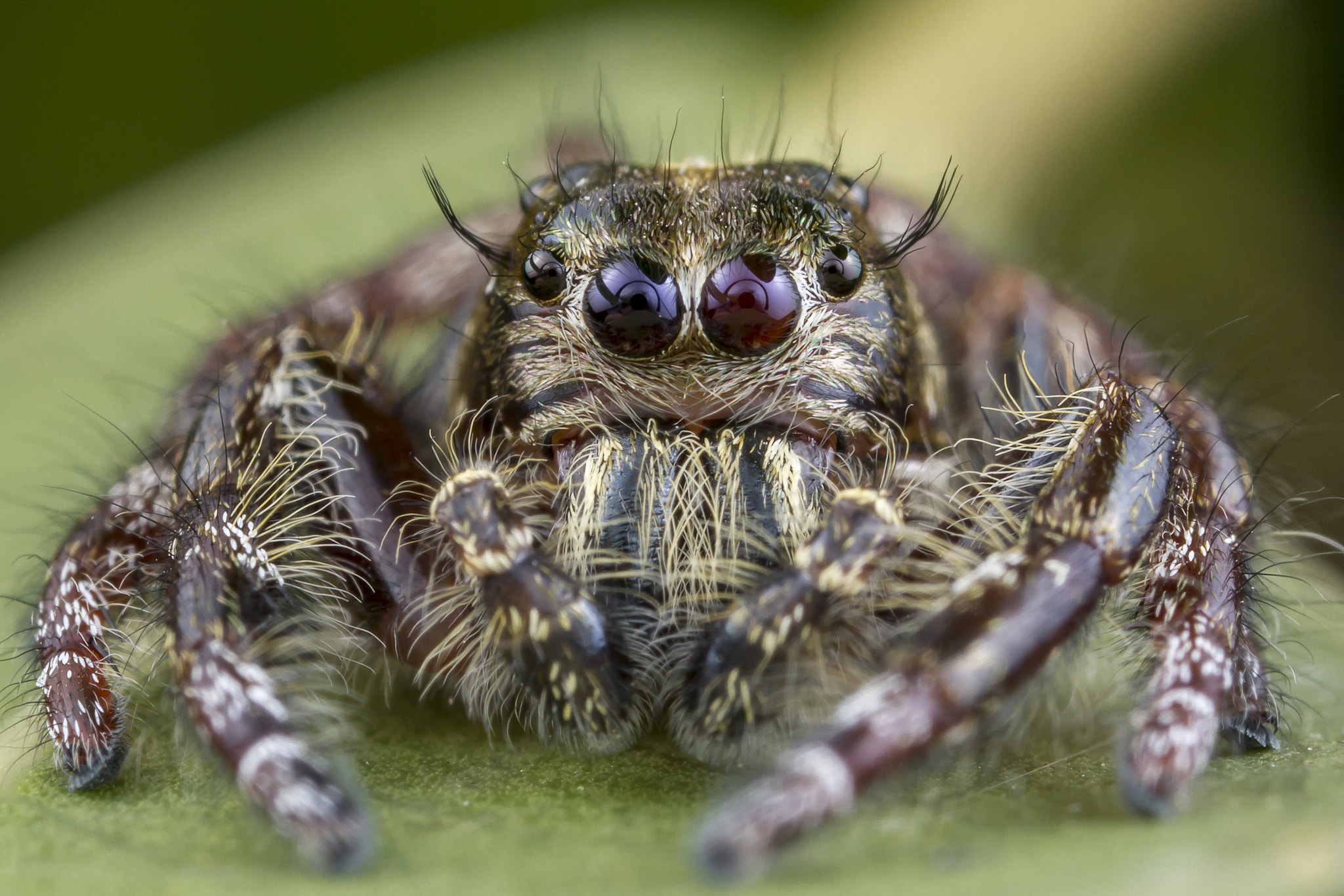 Canon EOS 7D + Canon MP-E 65mm F2.5 1-5x Macro Photo sample photo. Jumping spider (hyllus diardi) male photography